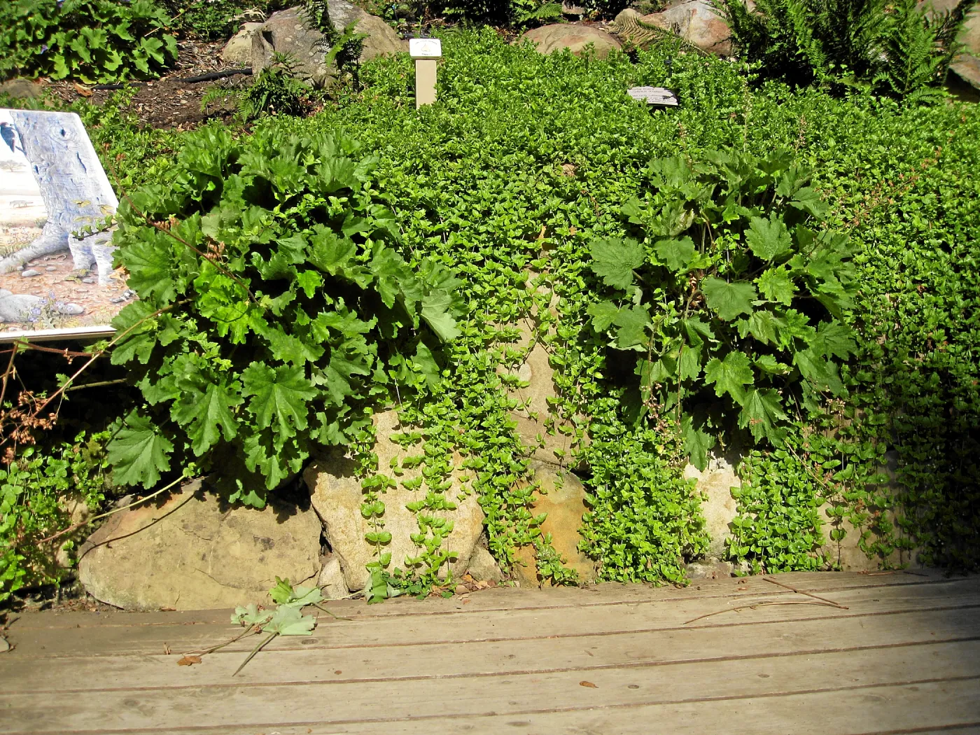 Heuchera maxima and yerba buena in the Discovery Garden after loss of oak