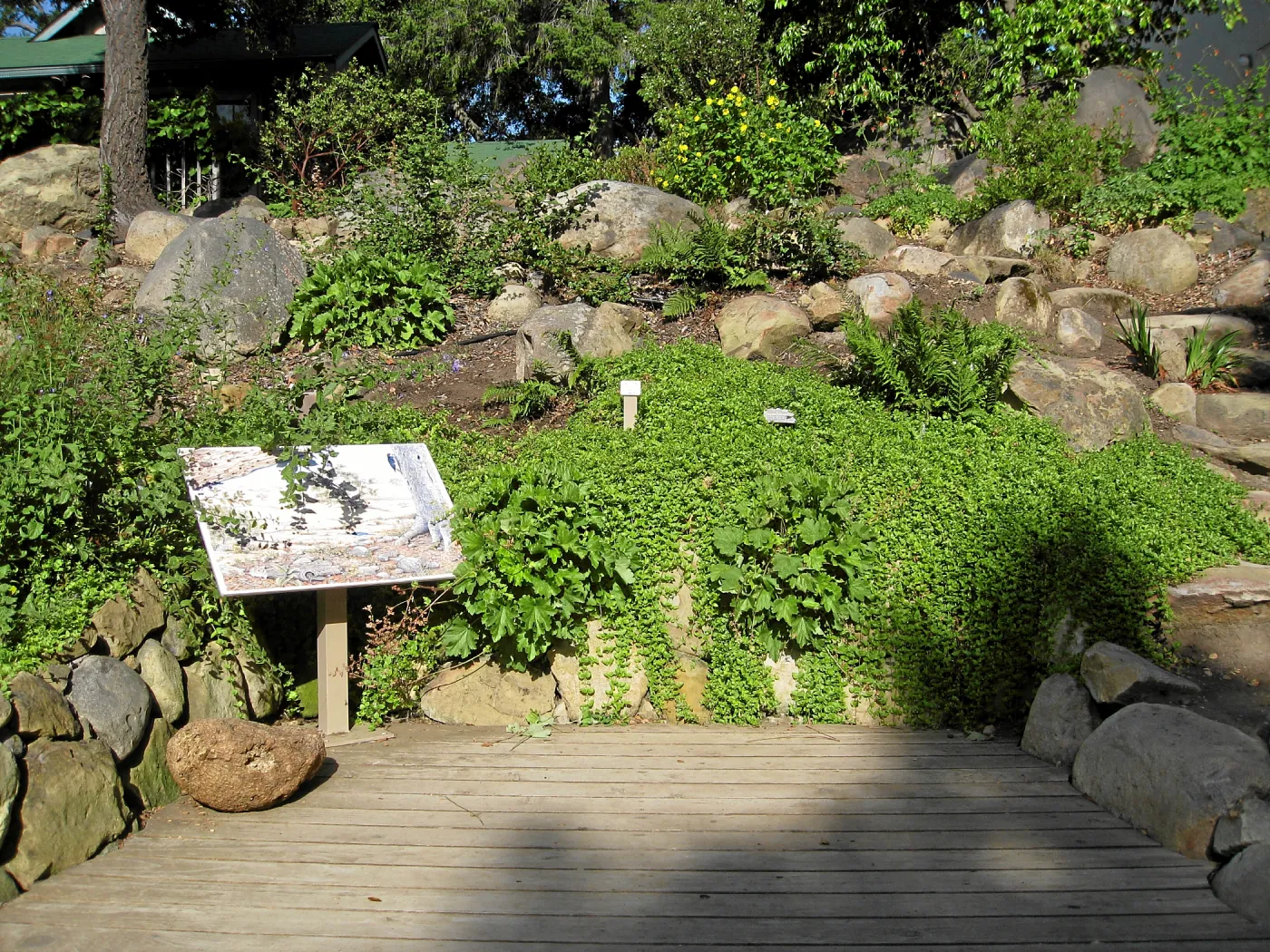 Heuchera maxima and yerba buena in the Discovery Garden after loss of oak