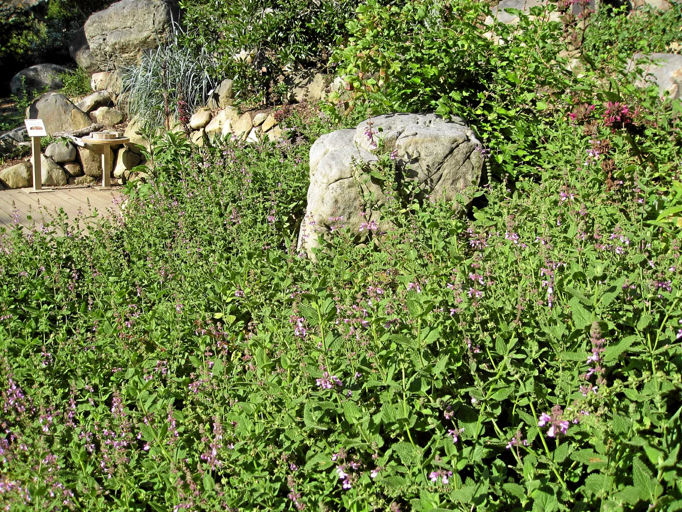Wood mint in Discovery Garden after loss of oak