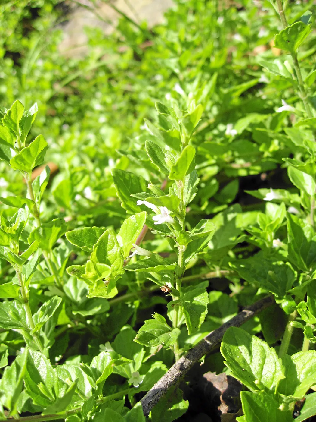 Yerba buena in the Discovery Garden