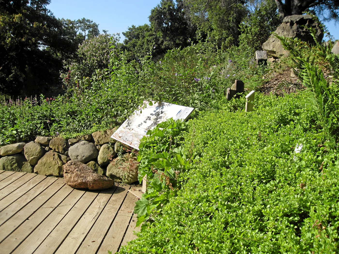 Yerba buena in the Discovery Garden