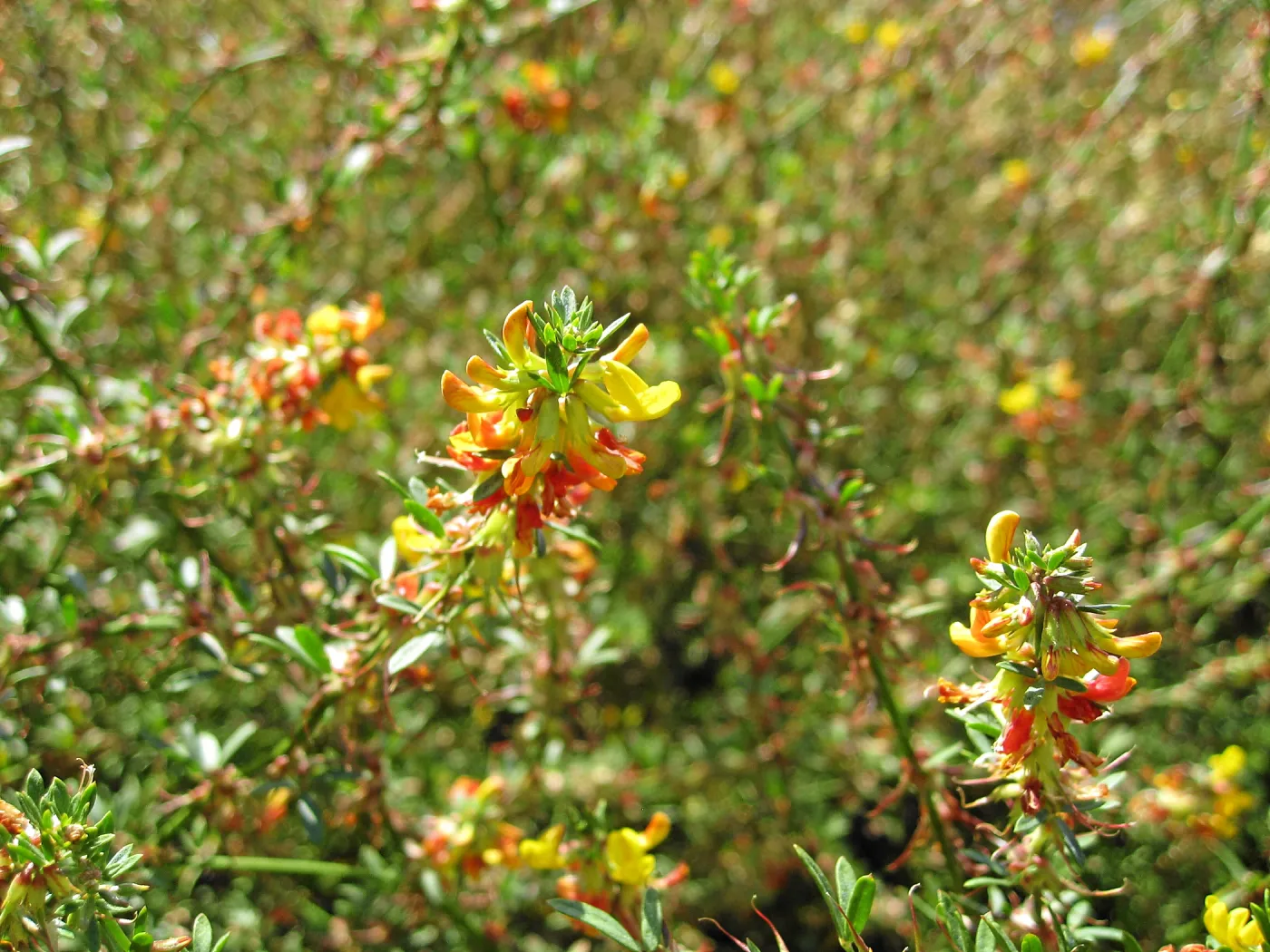 Deer weed along Mission Canyon Rd