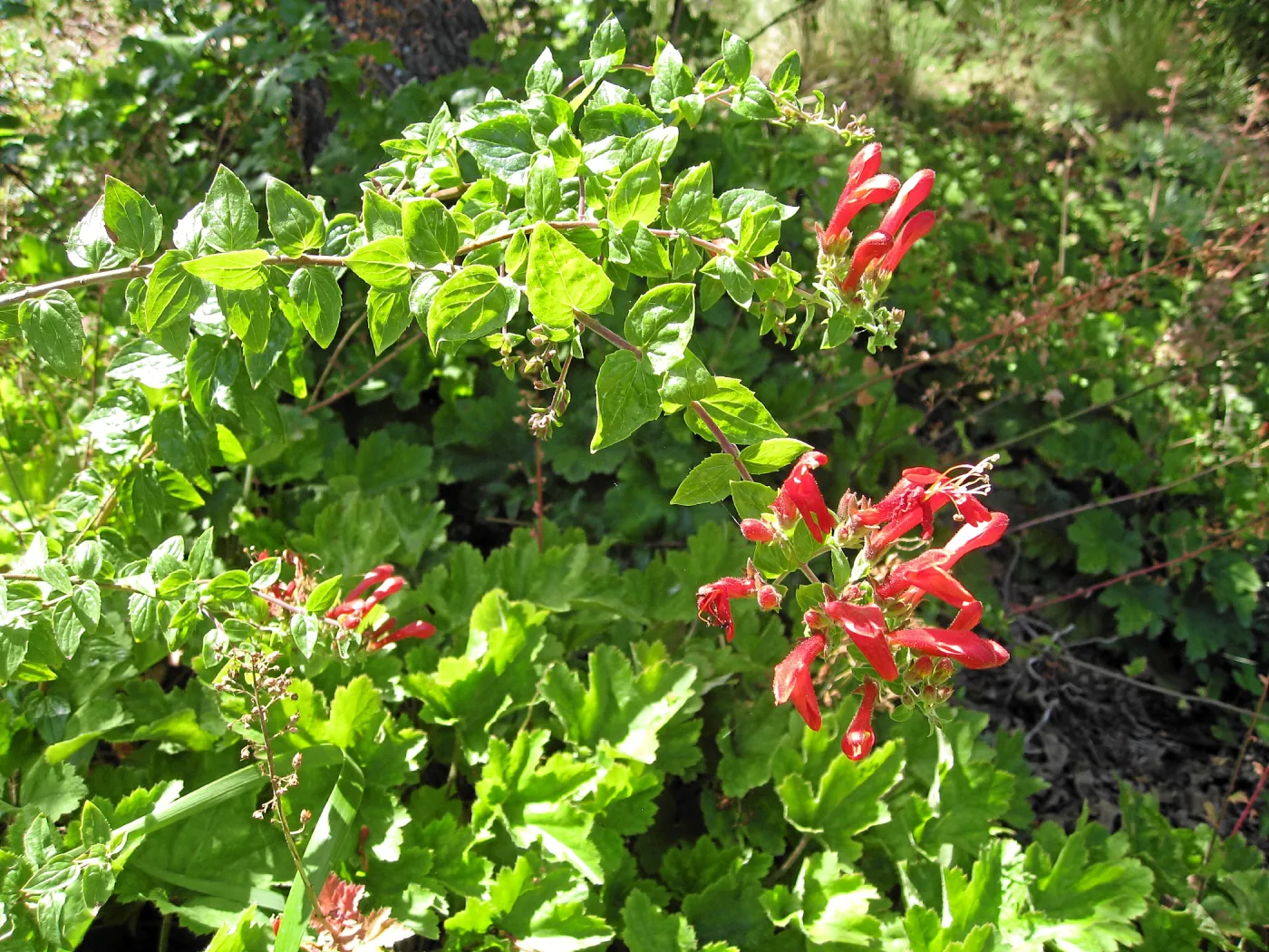 Keckiella cordifolia