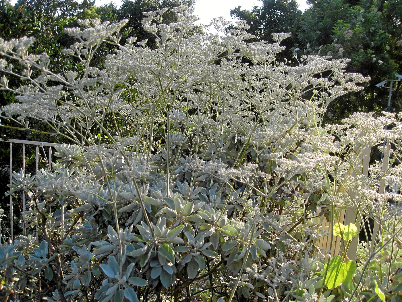 Eriogonum giganteum along Mission Canyon Rd