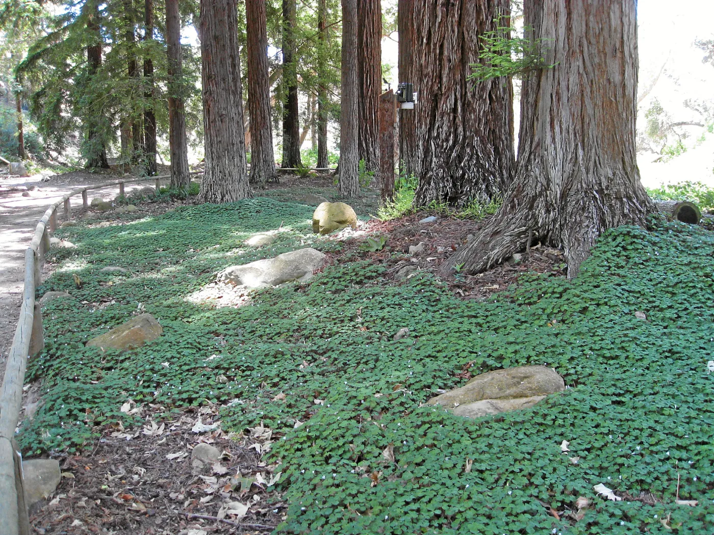 Redwood sorrel regeneration after installaton of new irrigation