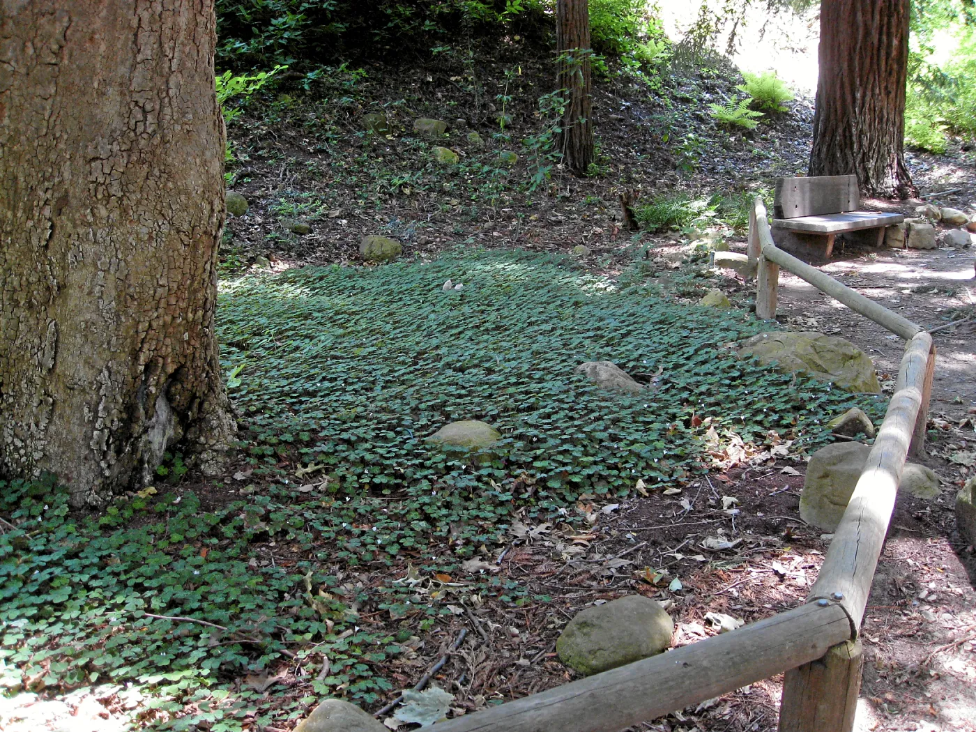 Redwood sorrel regeneration after installaton of new irrigation