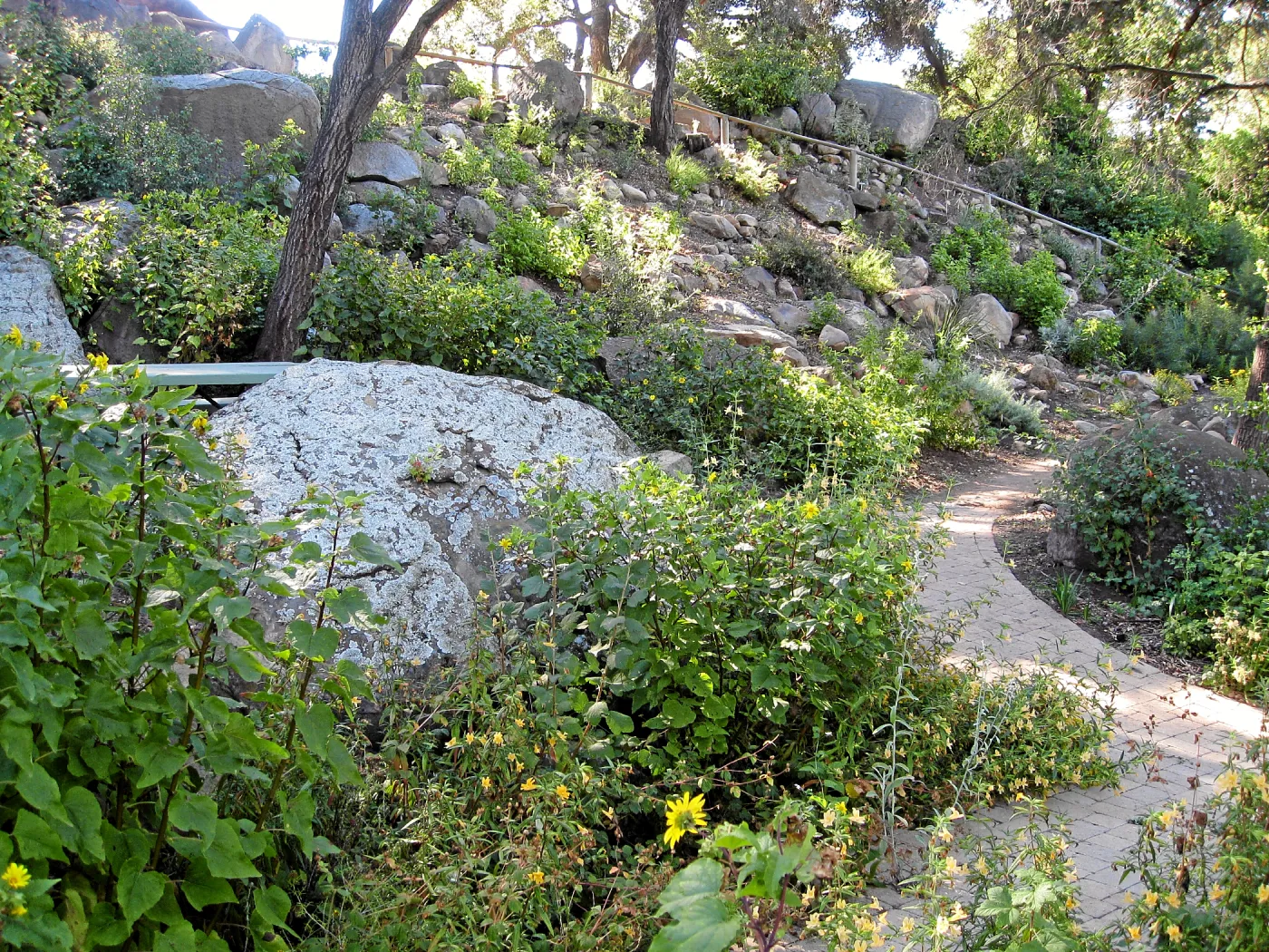 Post fire neglect near picnic area on Campbell Trail