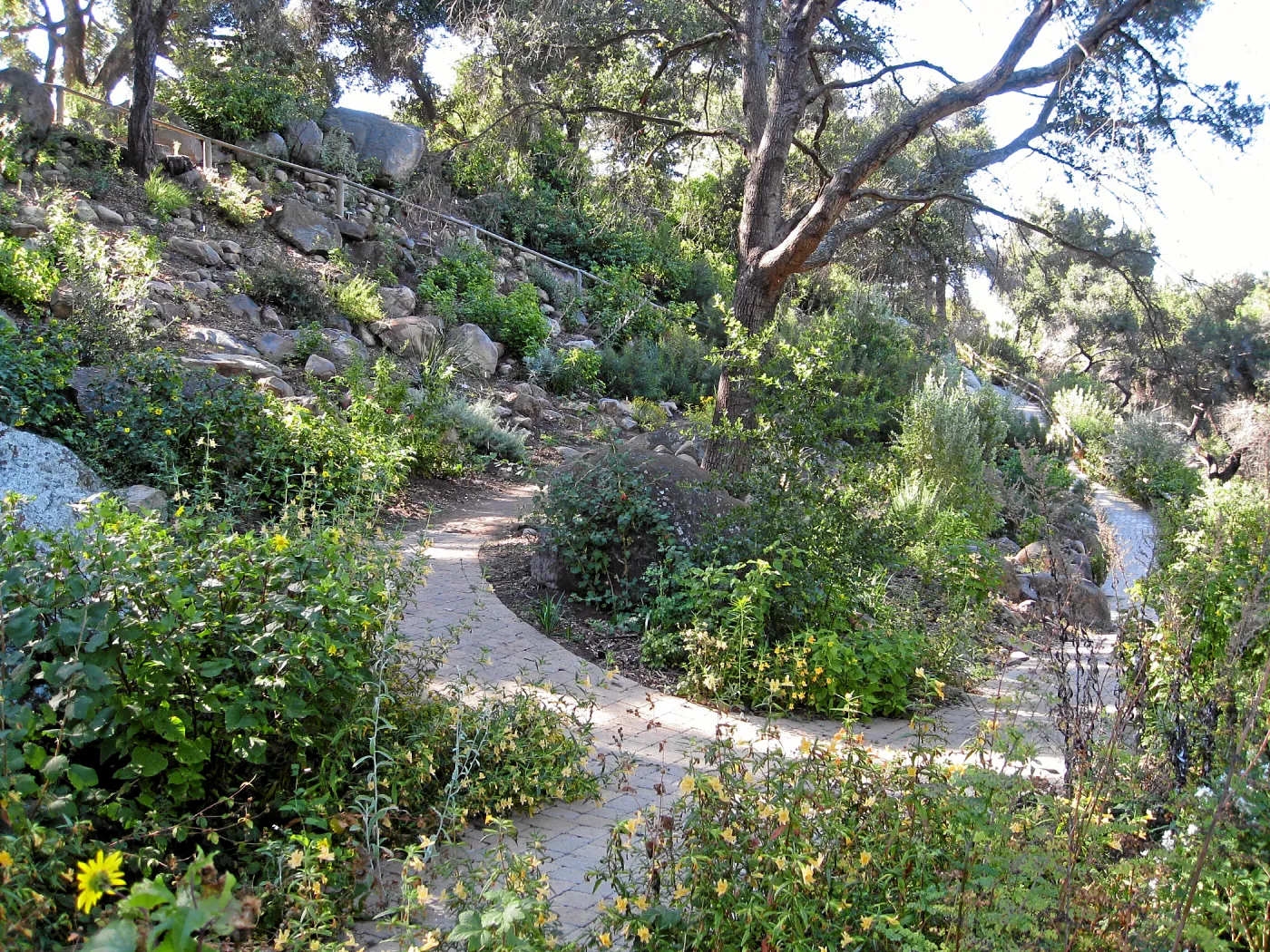 Post fire neglect near picnic area on Campbell Trail
