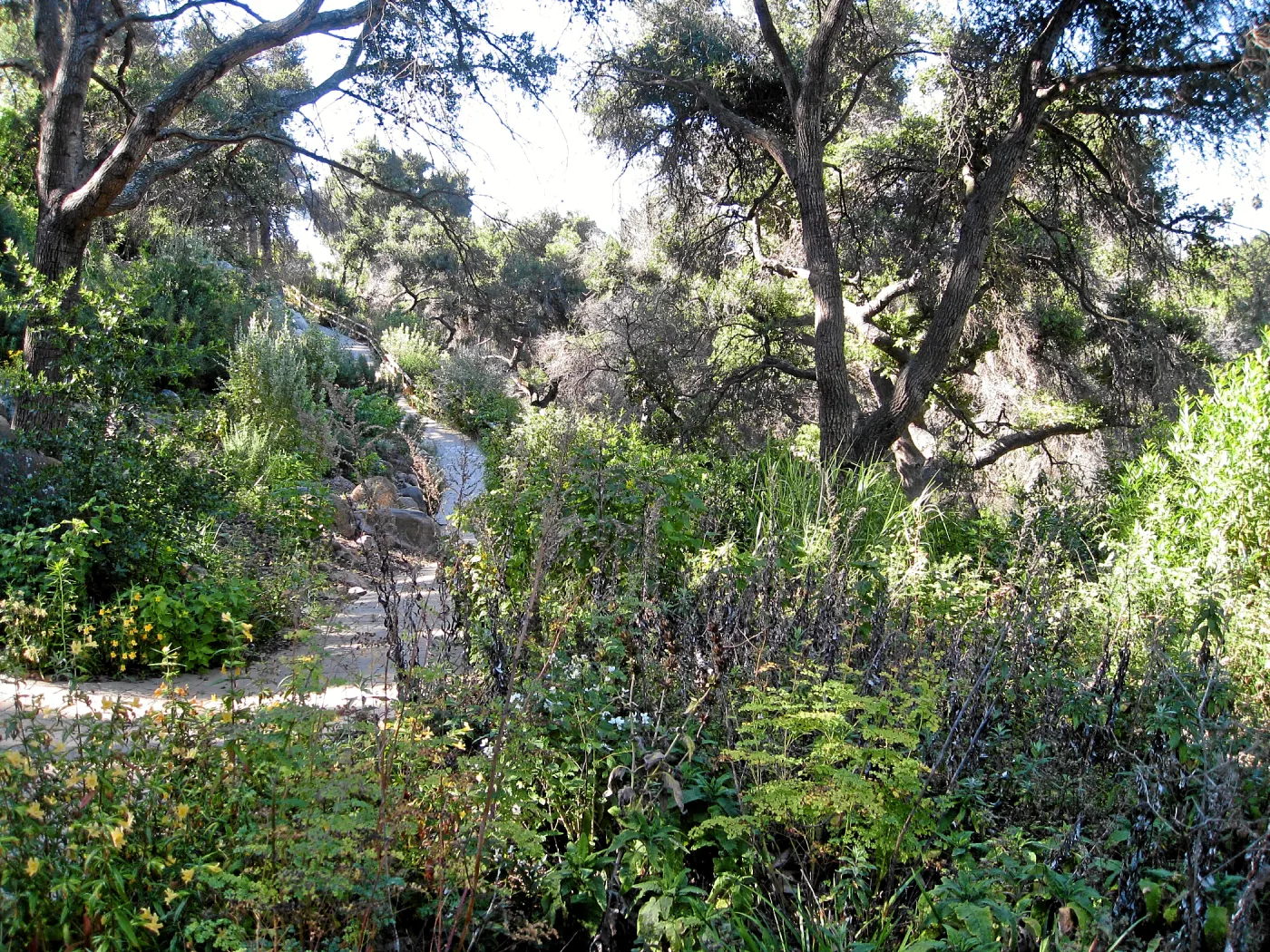 Post fire neglect near picnic area on Campbell Trail