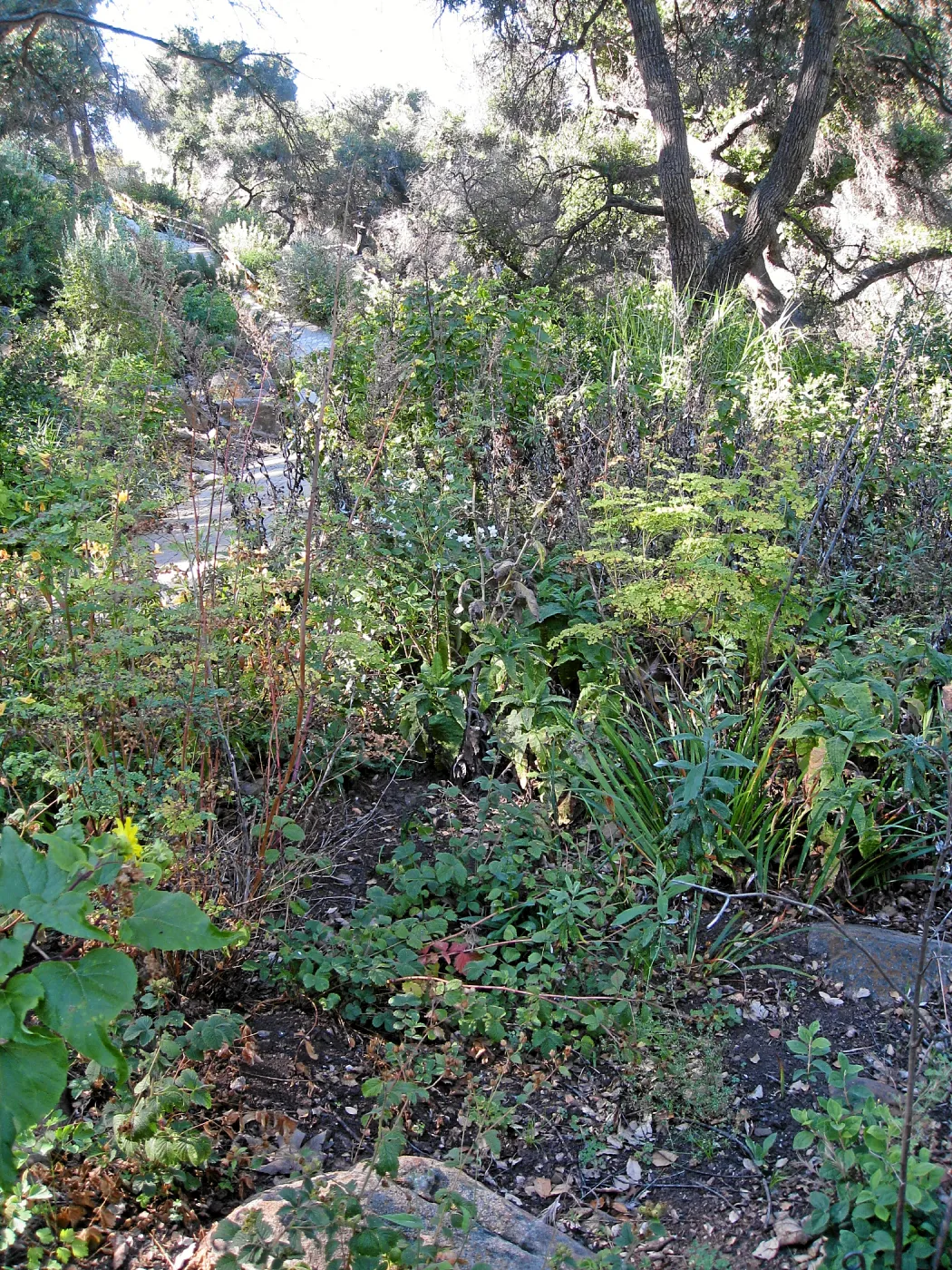 Post fire neglect near picnic area on Campbell Trail
