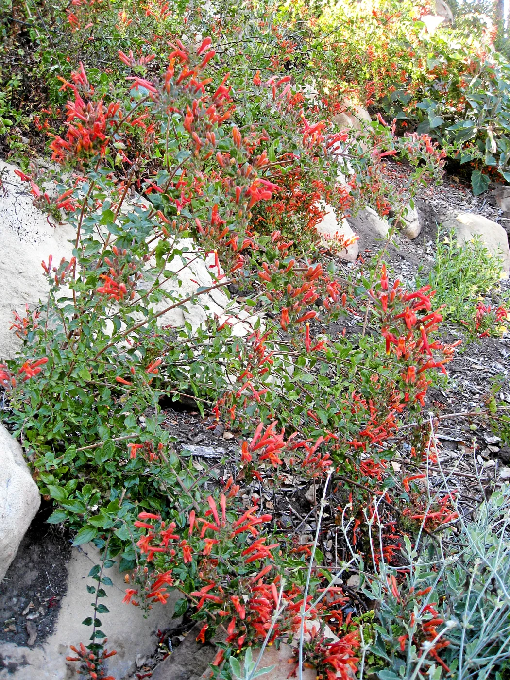 Keckiella cordifolia on the Campbell Trail