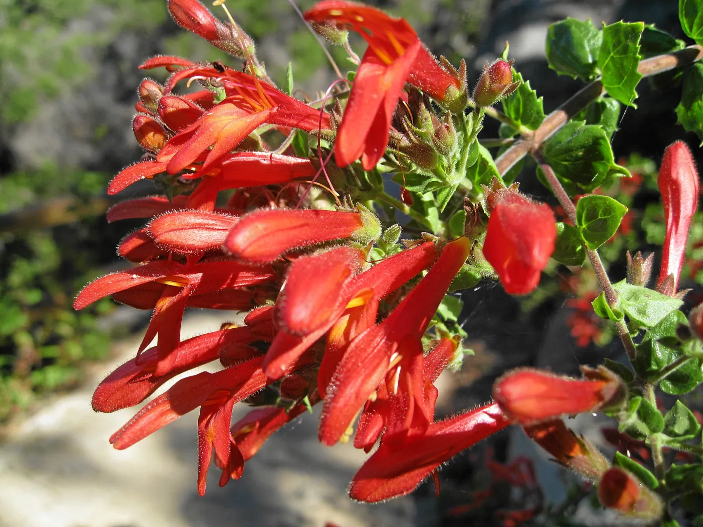 Keckiella cordifolia on the Campbell Trail