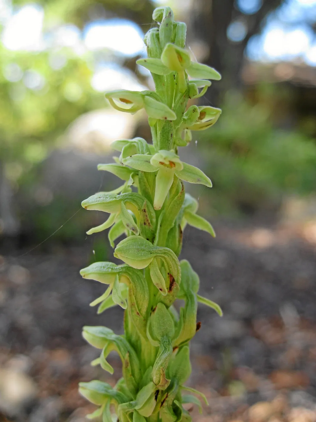 Plathanthera sparsiflora in the Orchid Display