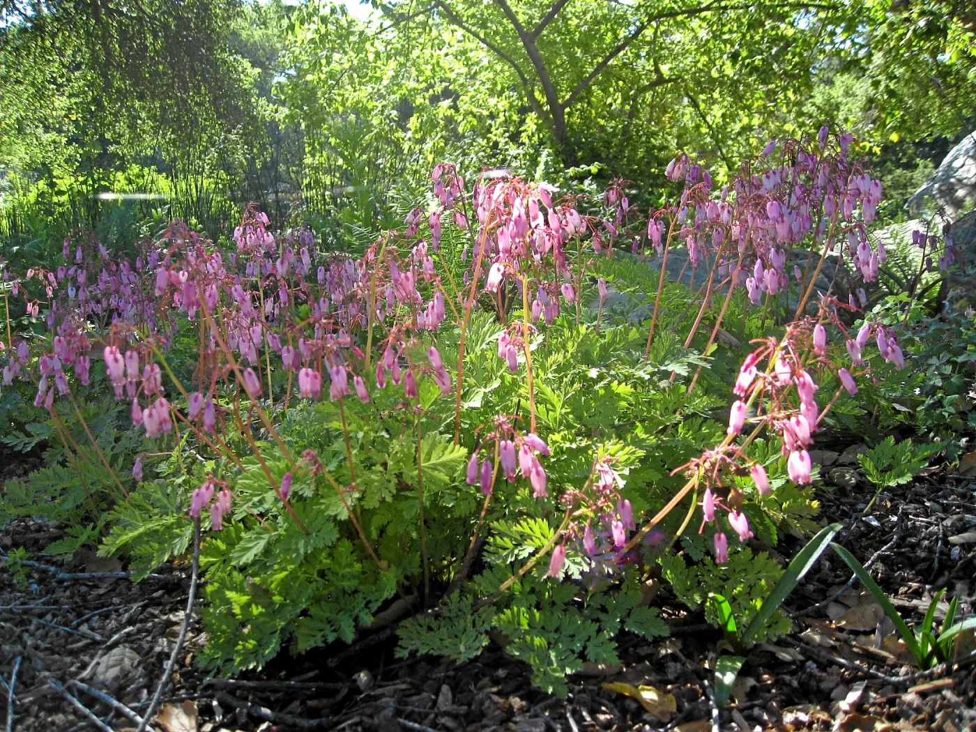 Dicentra in the Orchid display