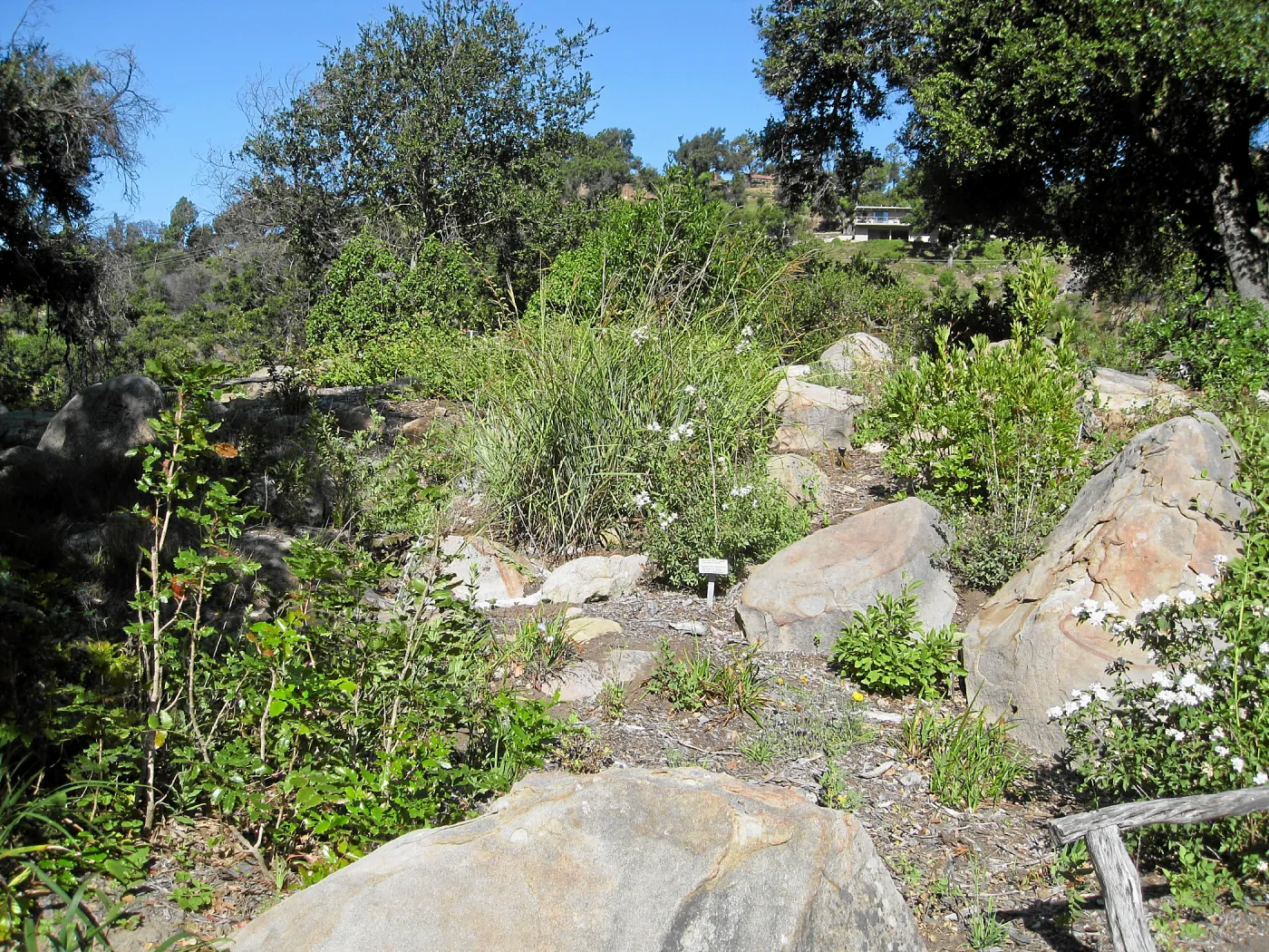 Regeneration of plants in Brook bed