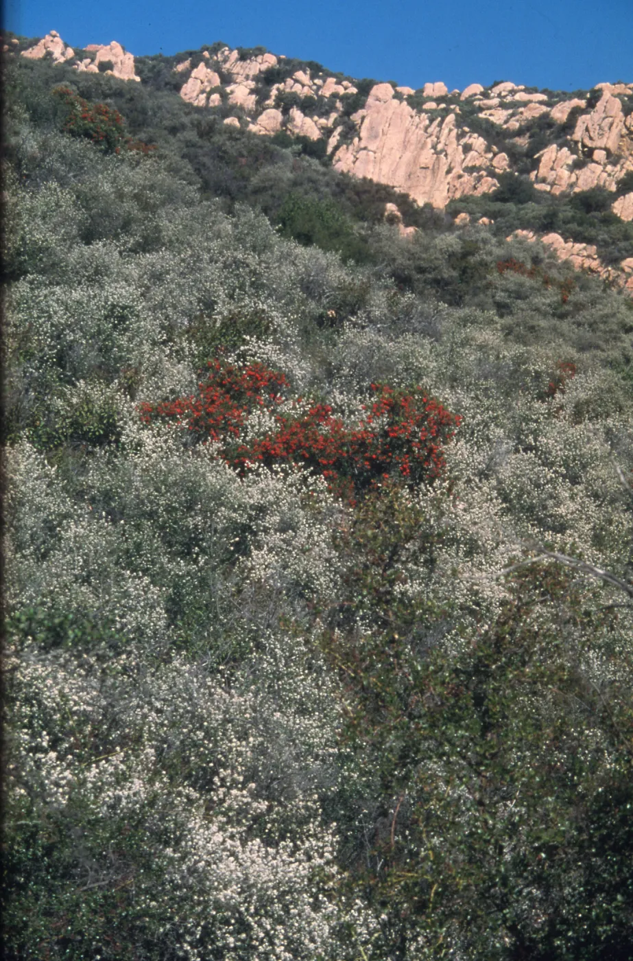 Toyon in Bigpod, Tunnel Trail, Santa Barbara, Santa Ynez Mountains, chaparral