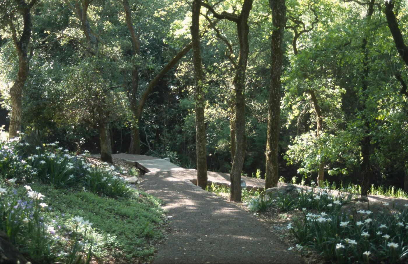 Quercus lobata and irises