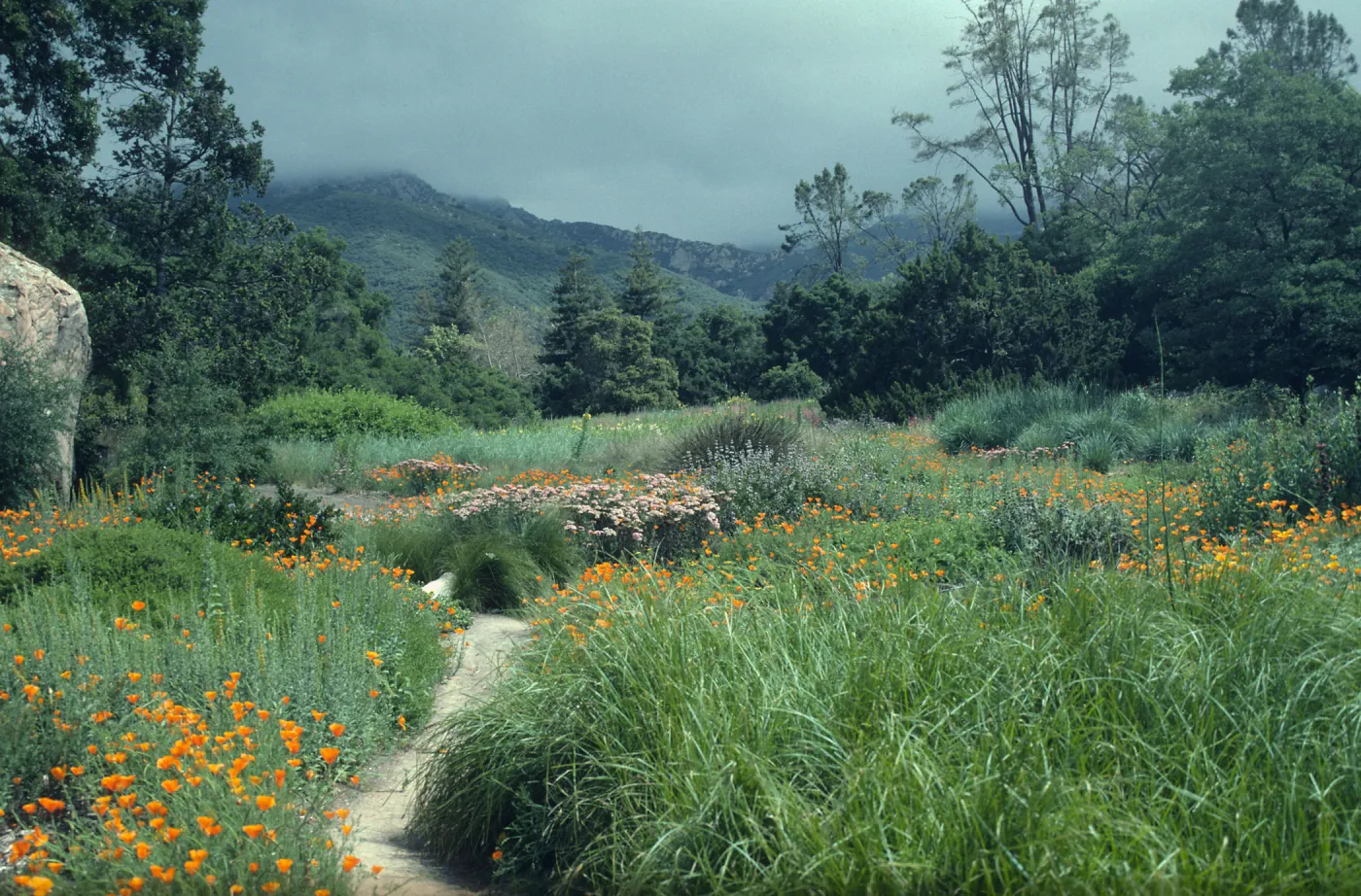 SBBG Meadow with Blaksley Boulder