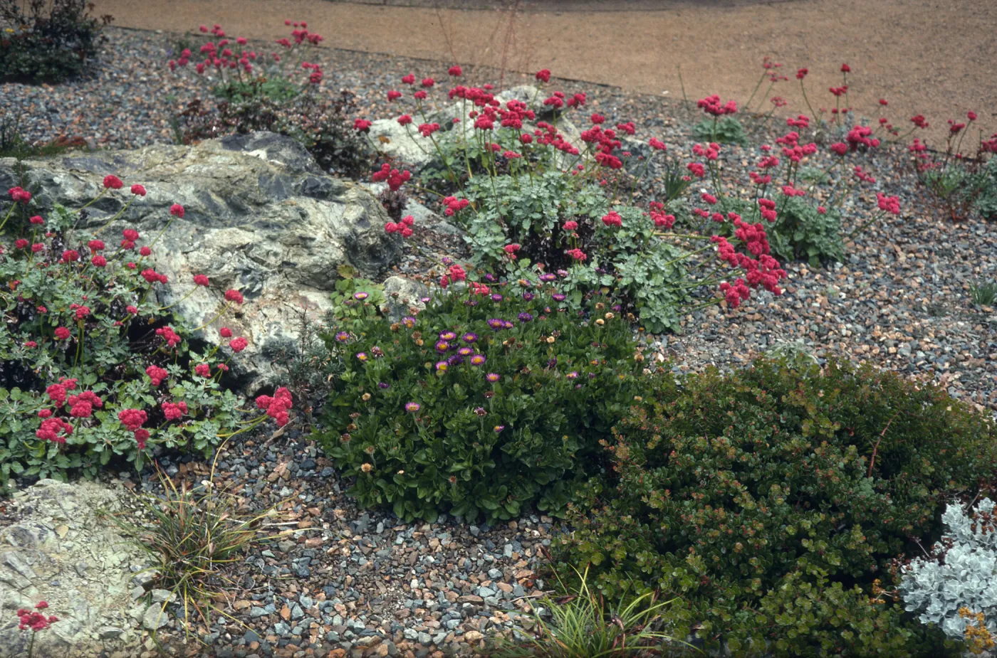 Eriogonum grande rubescens, Strybing