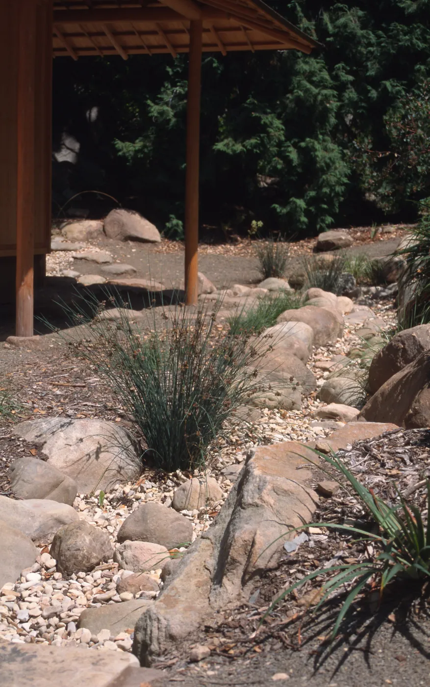 Juncus patens, dry wash, Tea Garden
