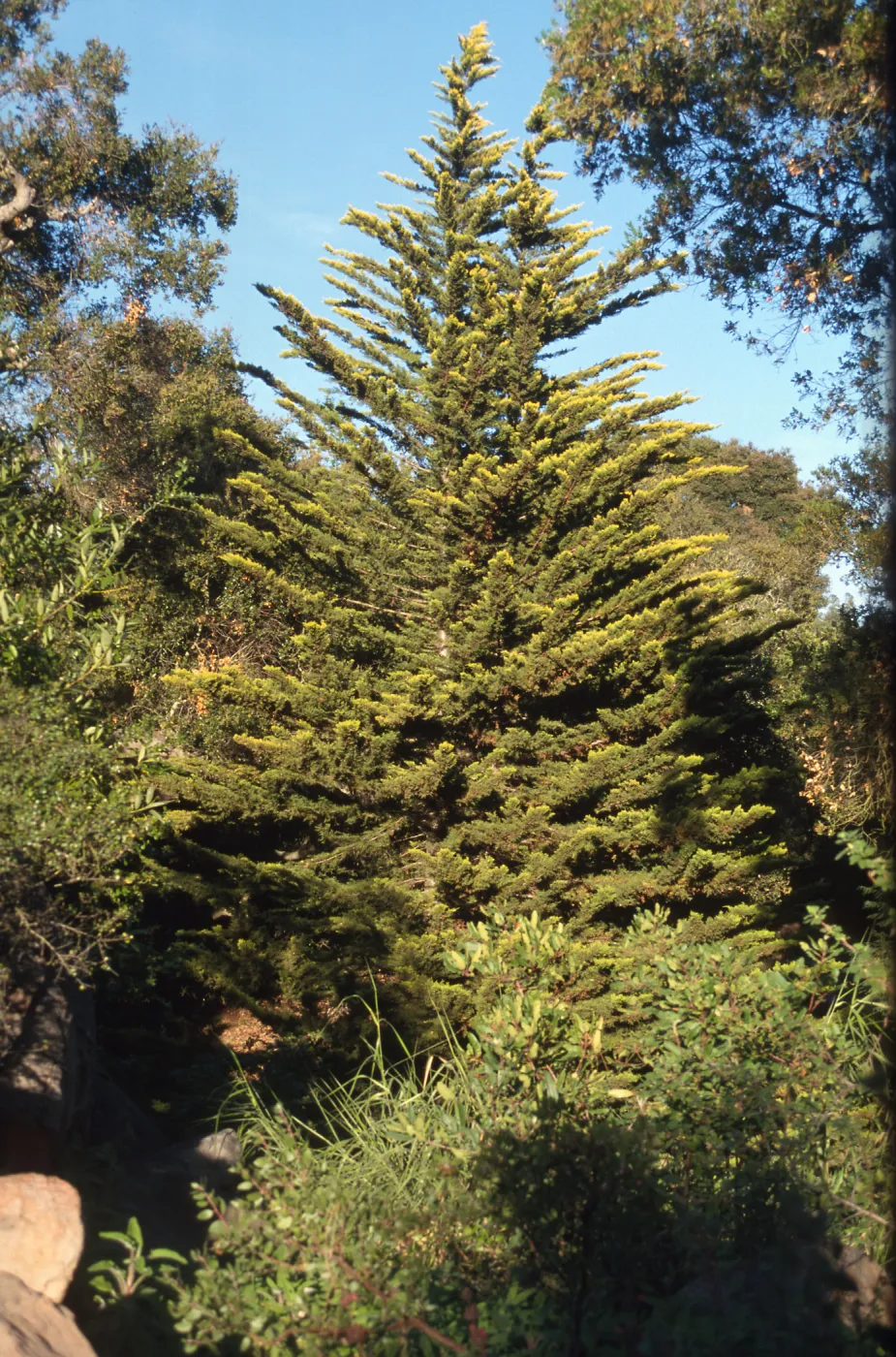 yellow-tipped Monterey cypress, Arroyo section, SBBG