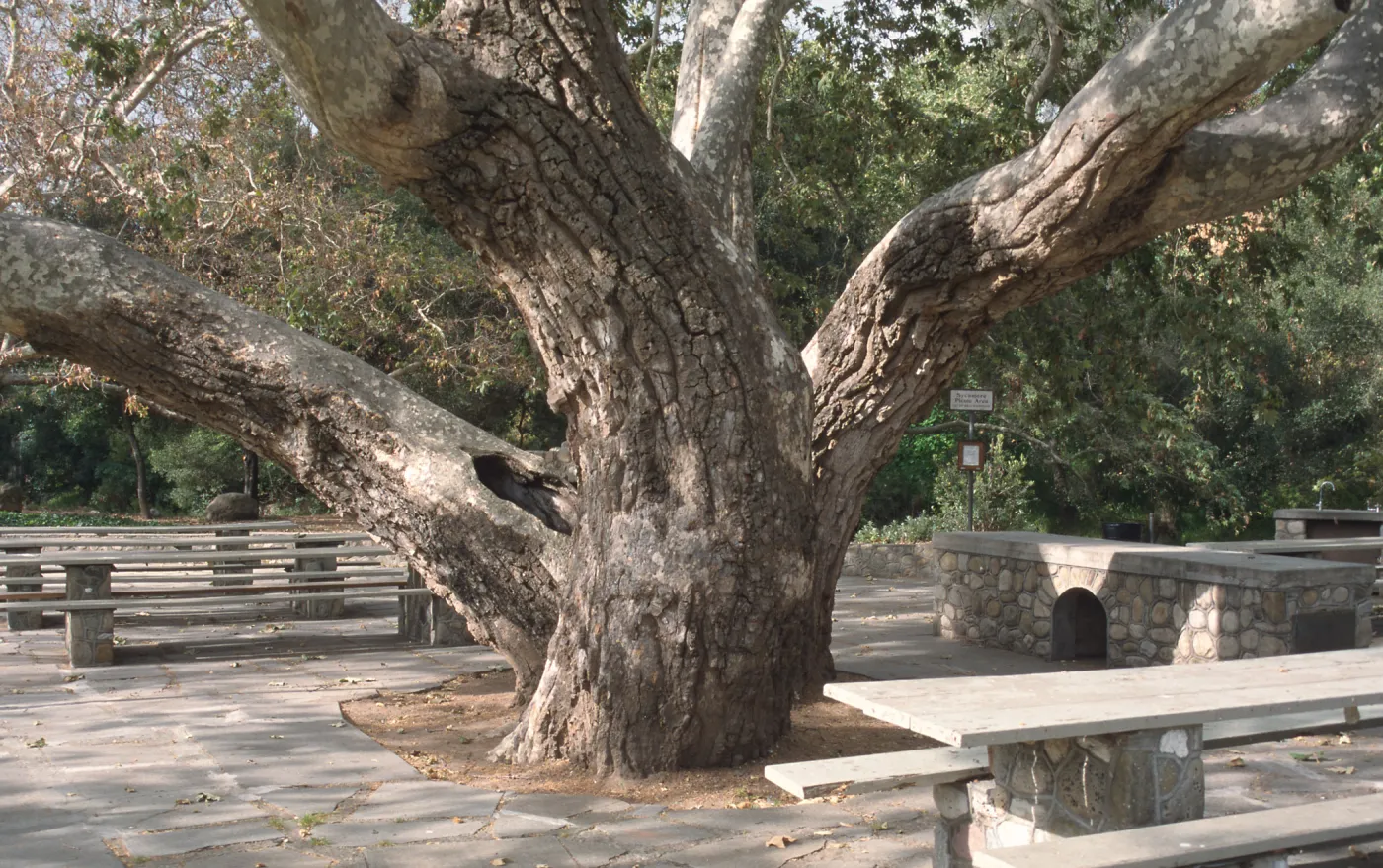 Platanus, Oak Park, Santa Barbara