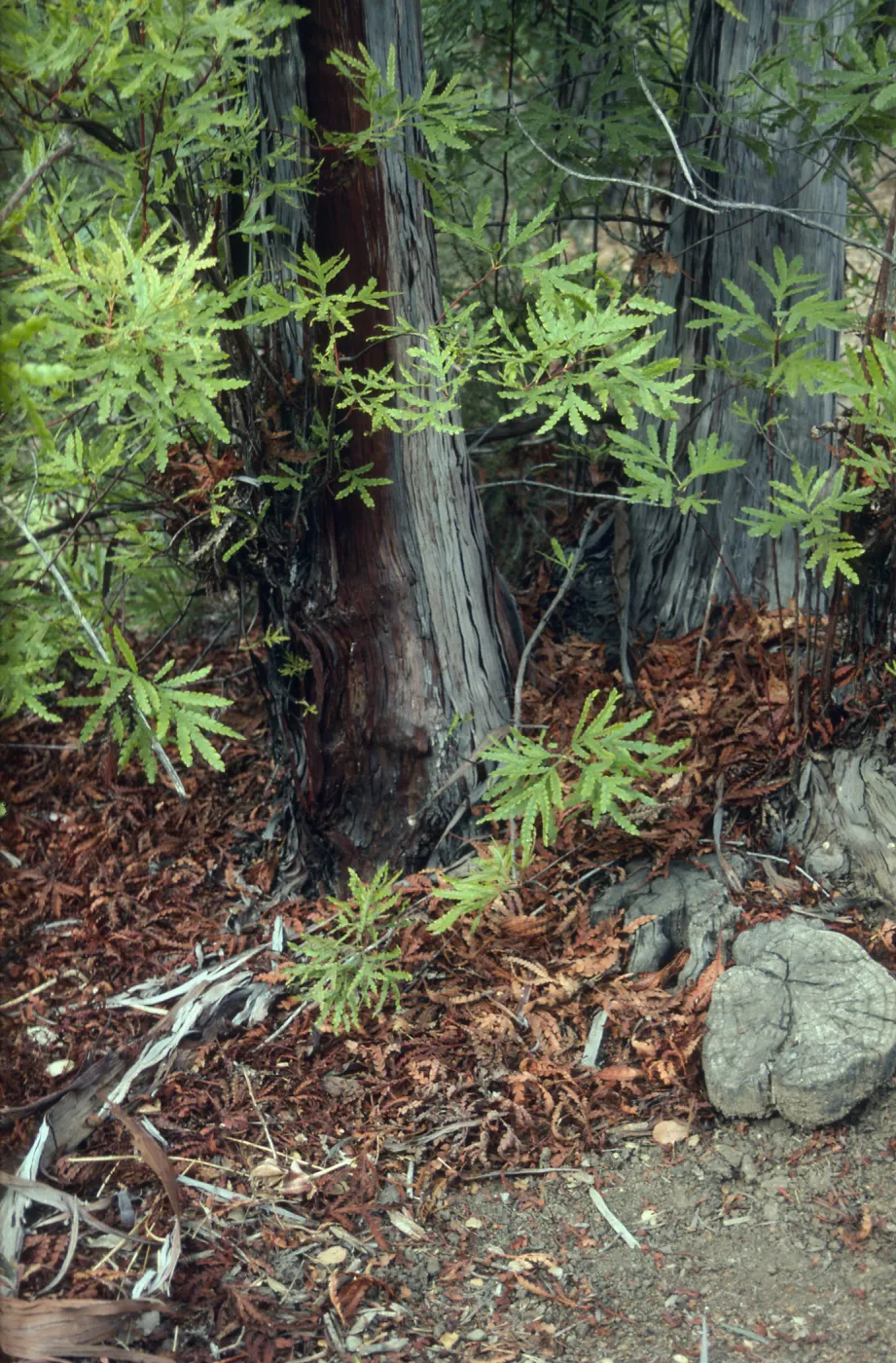 Santa Cruz Island Ironwood, Lyanothamnus trunk and leaf litter, Porter Trail, SBBG