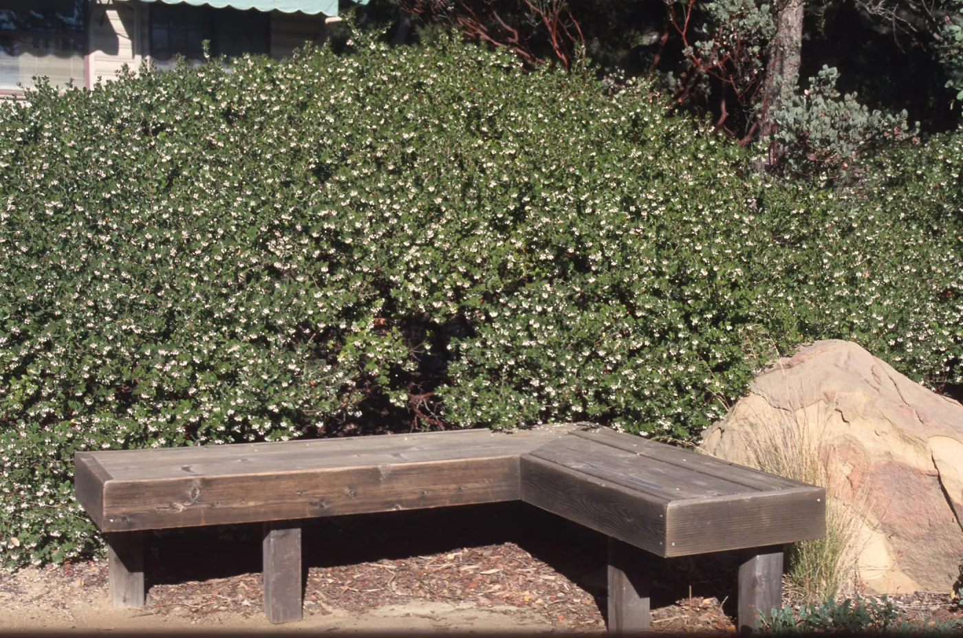 Arctostaphylos cv. Sunset, wood bench, Home Demonstration Garden, SBBG