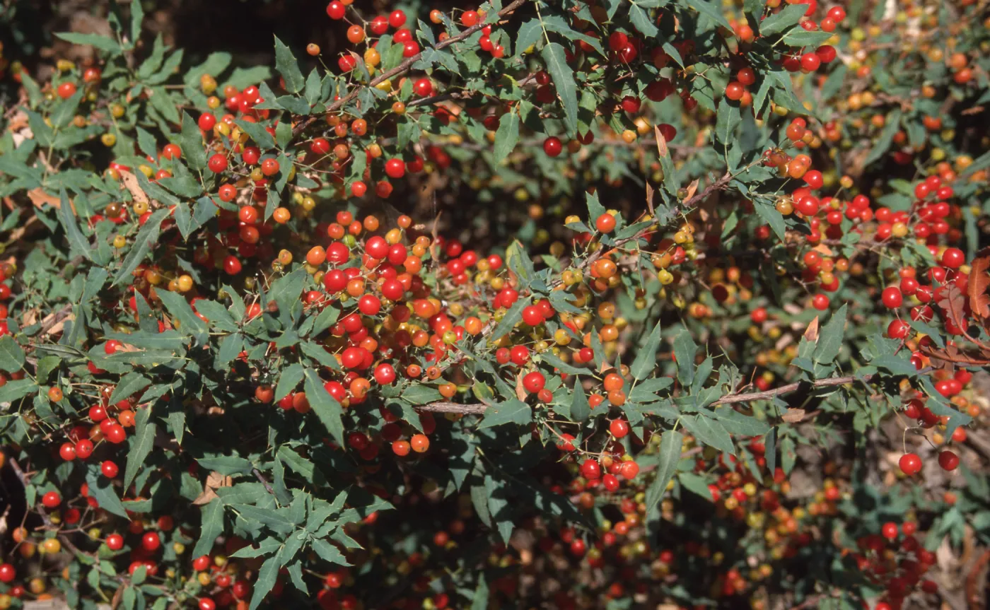 Berberis nevinii, red fruits