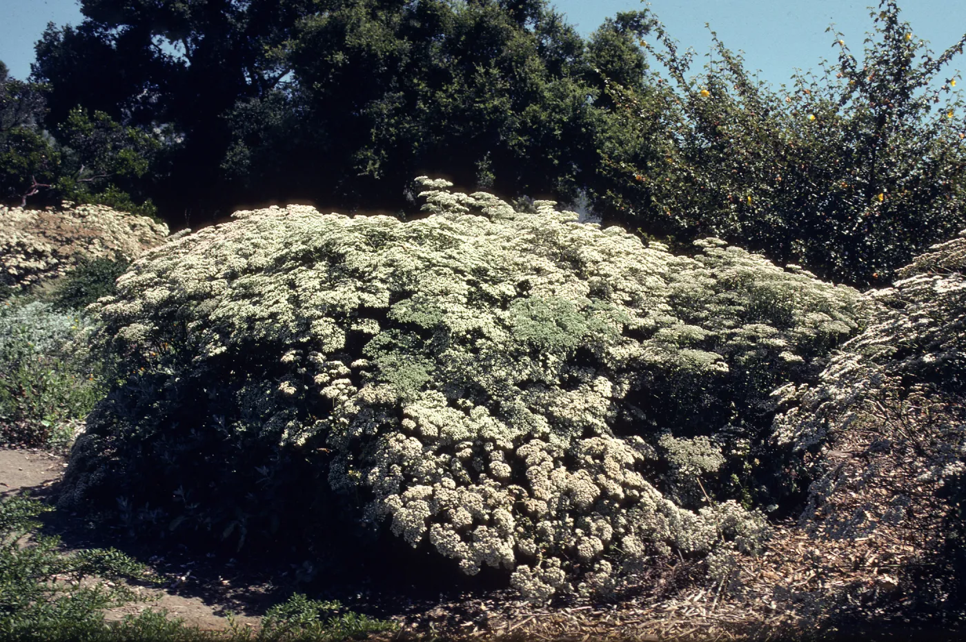 Eriogonum giganteum