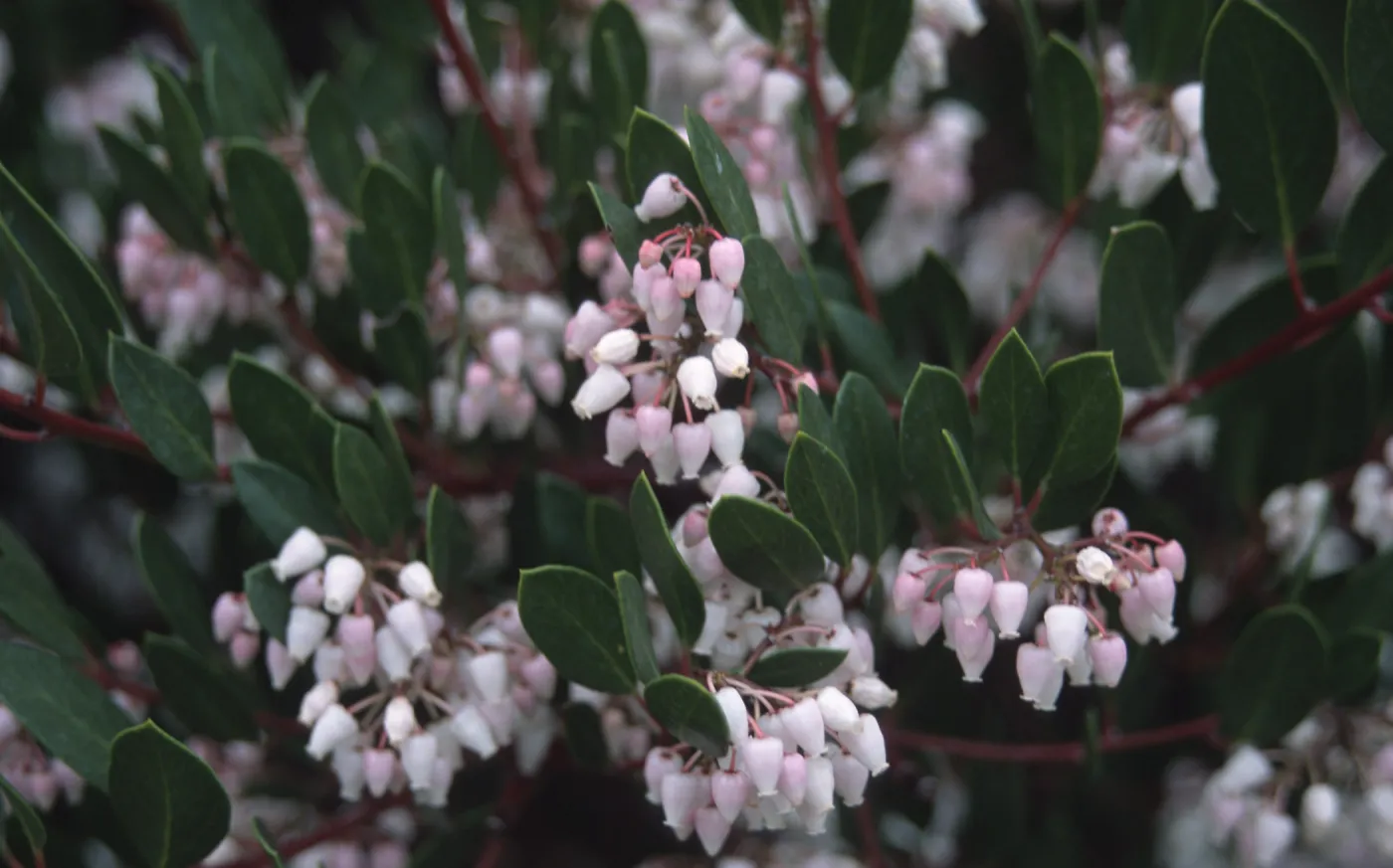 Arctostaphylos (Manzanita) flowers, RSA