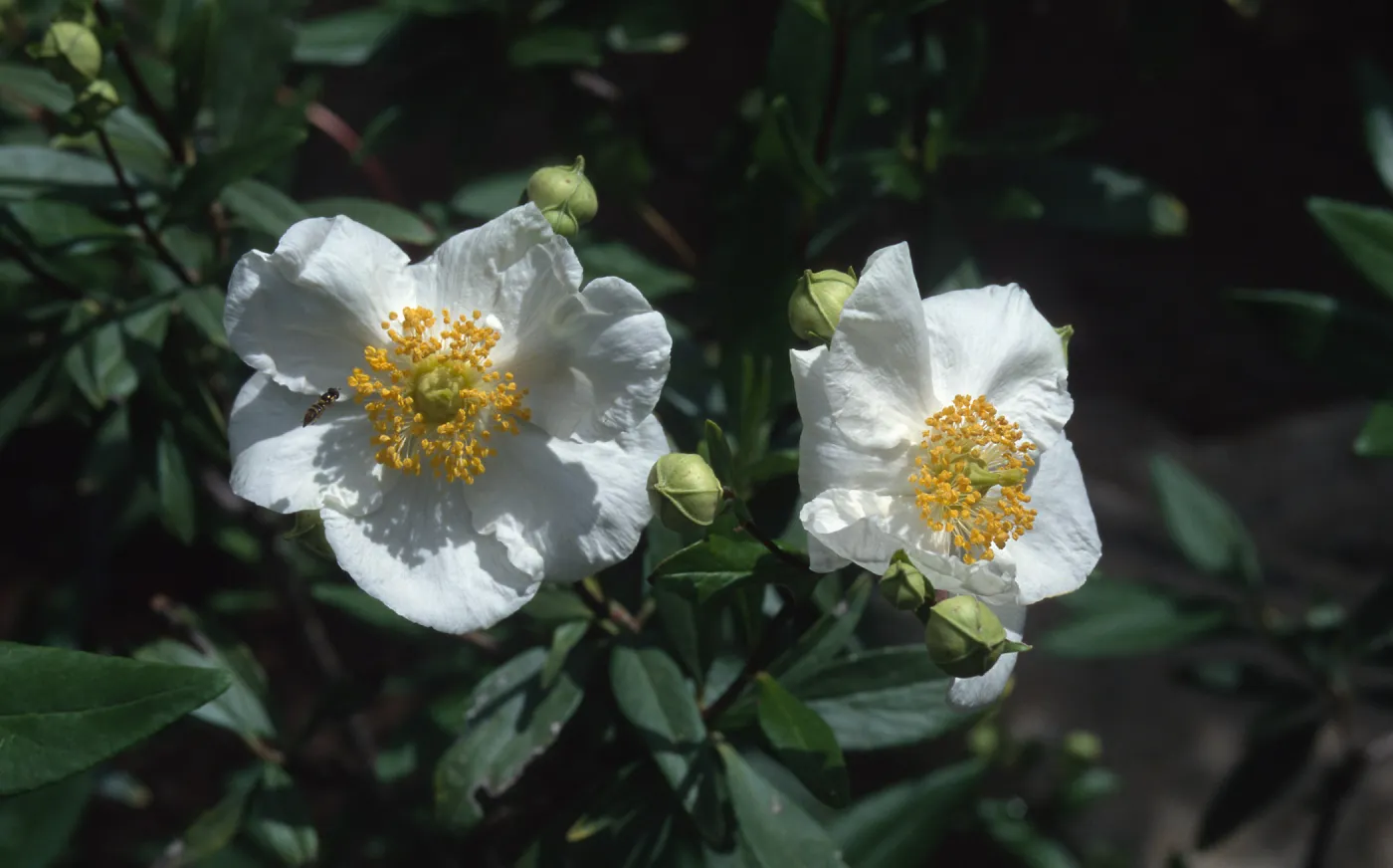 Carpenteria, SBBG Home Demonstration Garden