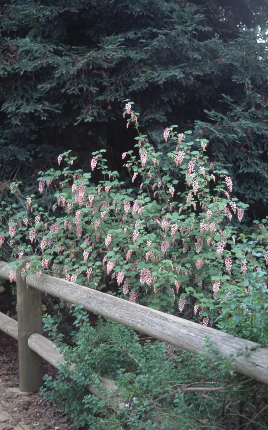 Ribes cv. Claremont, Rancho Santa Ana Botanic Garden