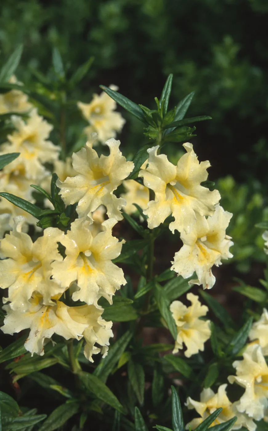 Mimulus cv., SBBG Meadow