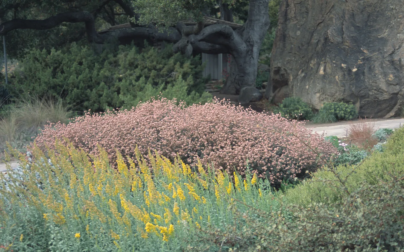 Eriogonum umbellatum polyanthum cv. Shasta Sulphur with Baccharis cv. Pigeon Point, at Rancho Santa Ana Botanic Garden