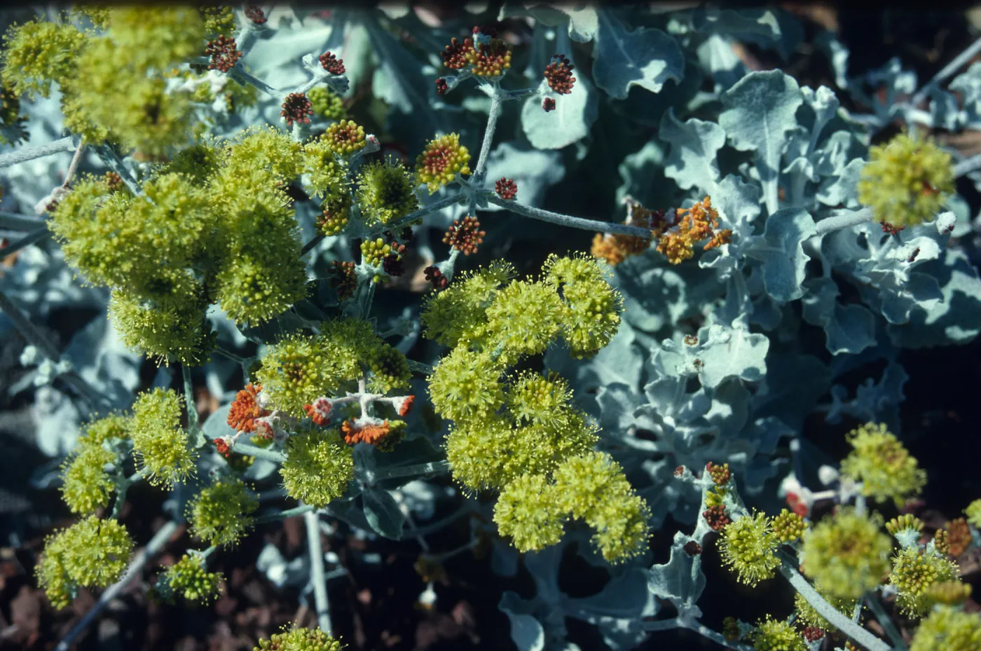 Eriogonum crocatum