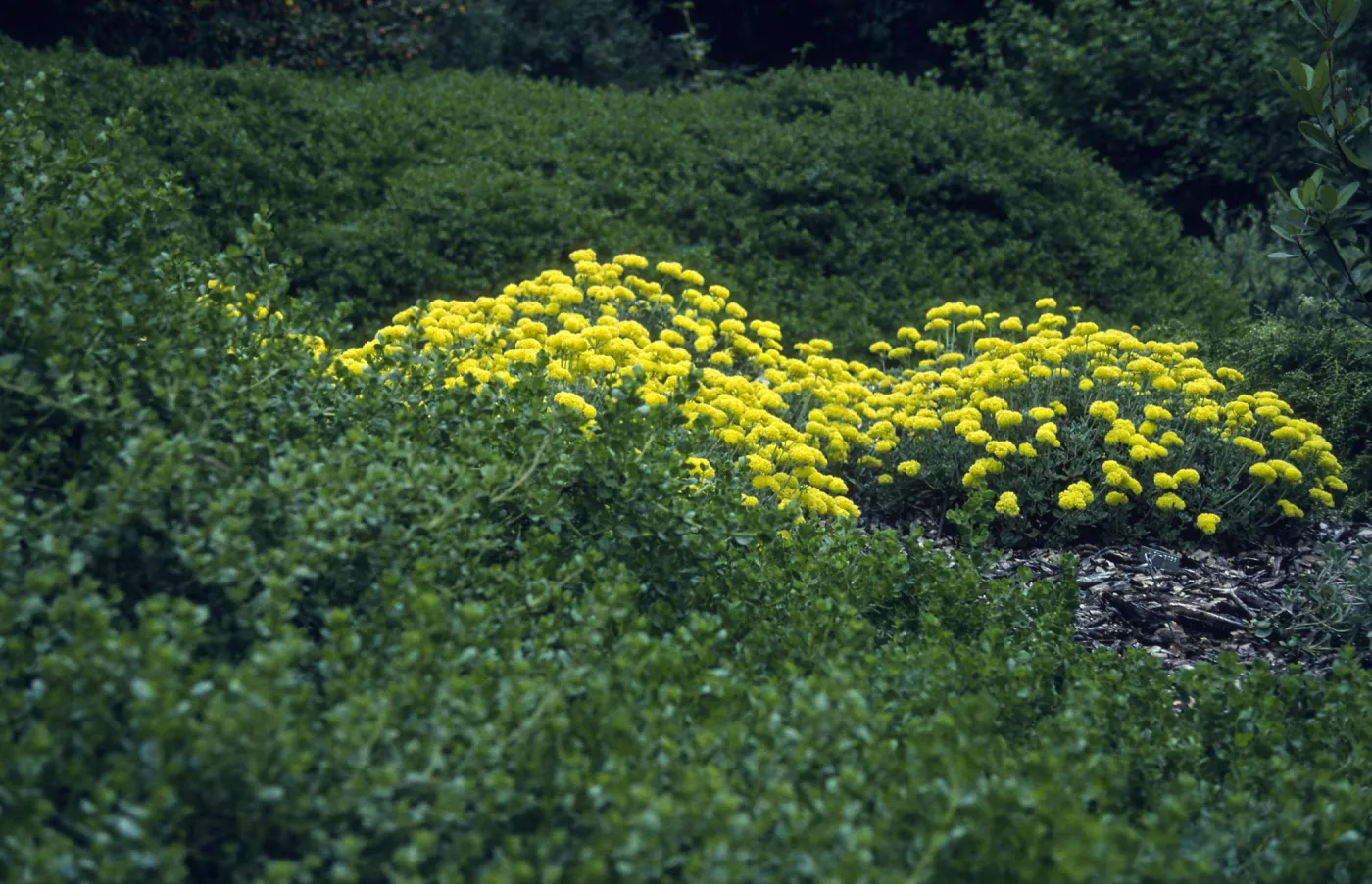 Solidago californica with Eriogonum umbellatum, SBBG lower Meadow, Ground Cover Display
