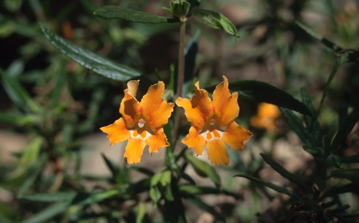 Mimulus aurantiacus