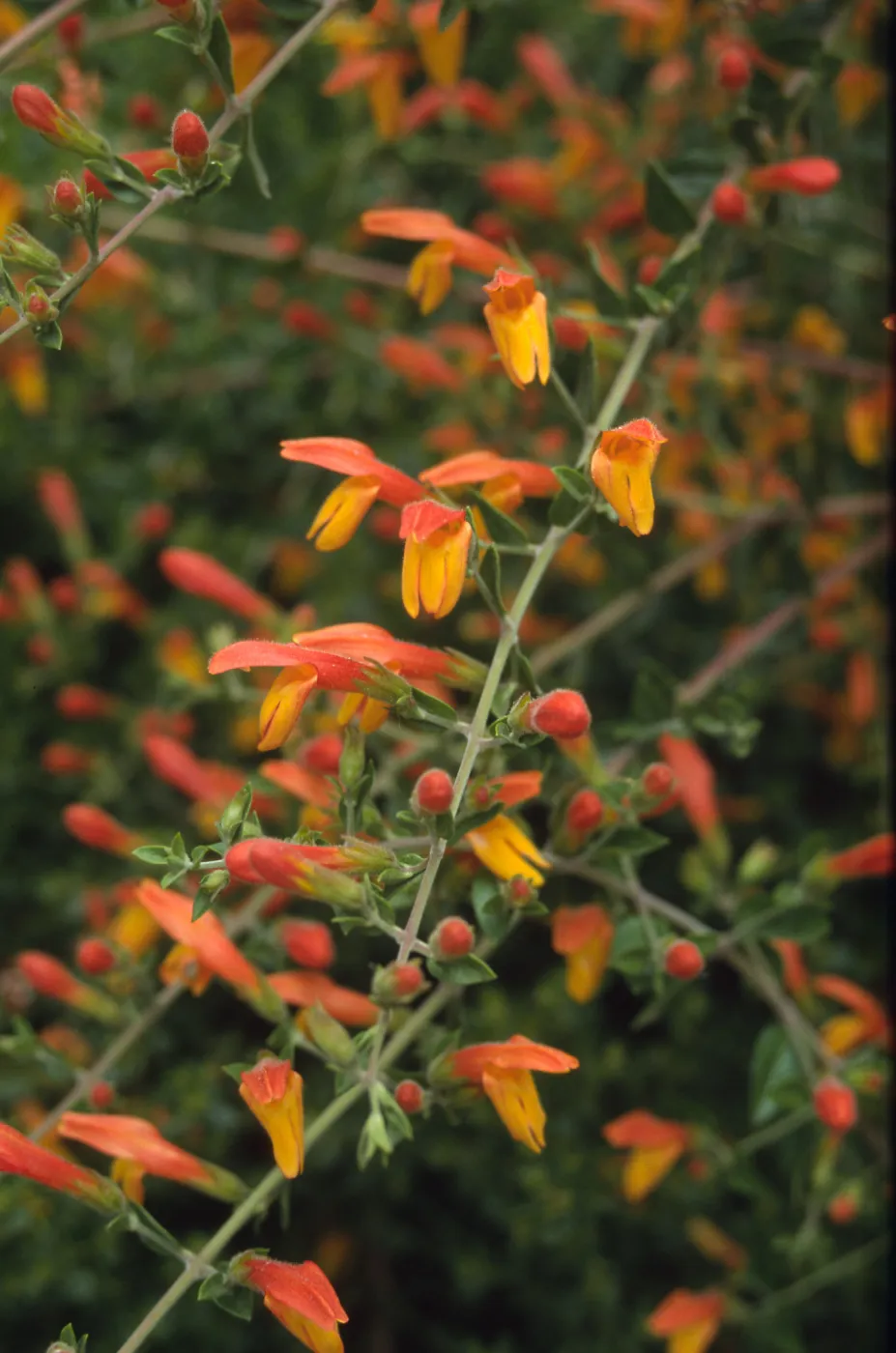 Keckiella cv. Dick Straw inflorescence, RSA