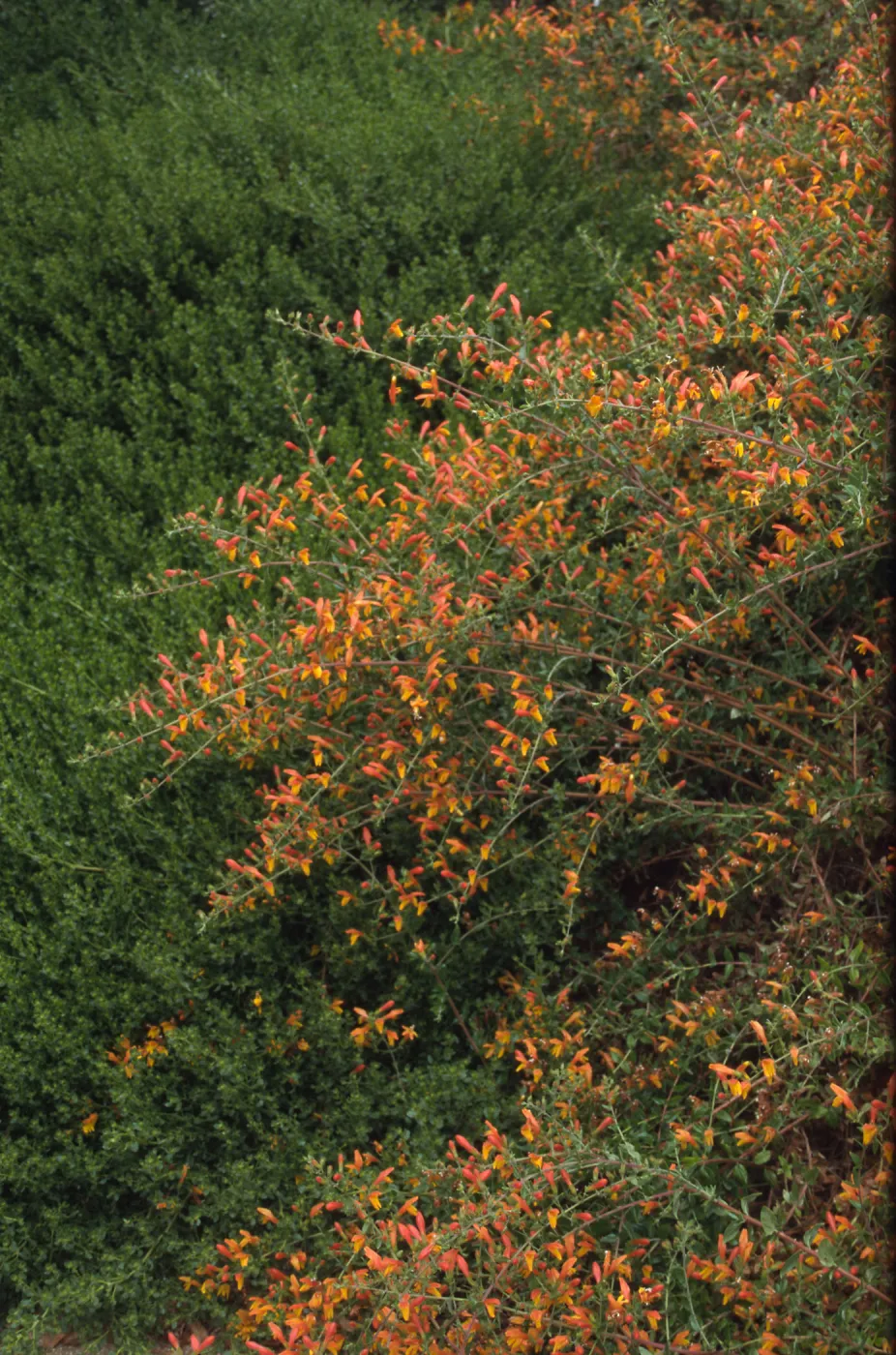 Keckiella cv. Dick Straw inflorescence, RSA