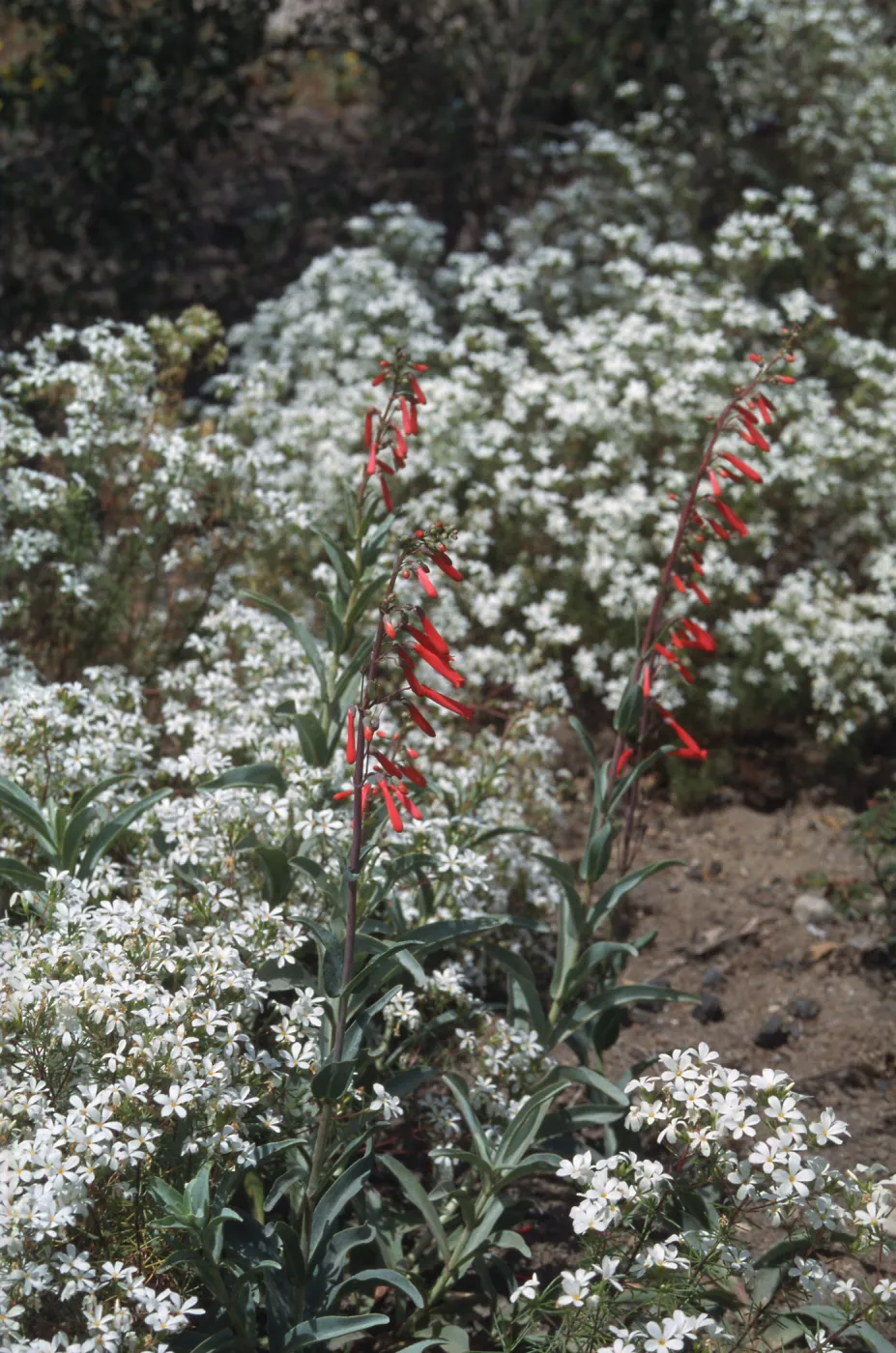 Penstemon centranthifolius and Linanthus, SBBG Desert section