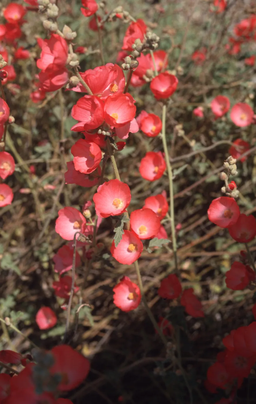 Sphaeralcea ambigua cv. Louis Hamilton, RSA