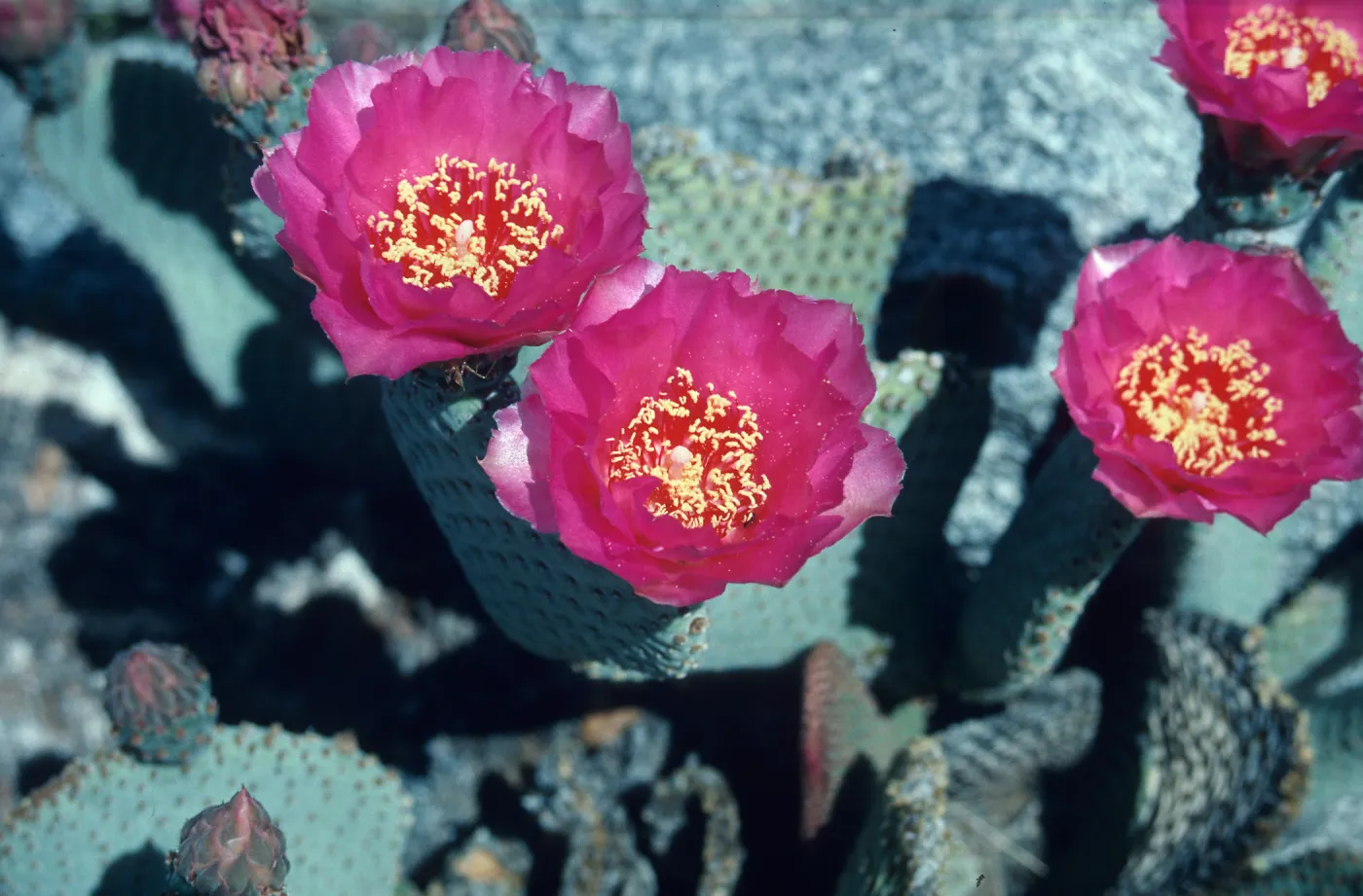 Opuntia basilaris flowers, Anza-Borrego