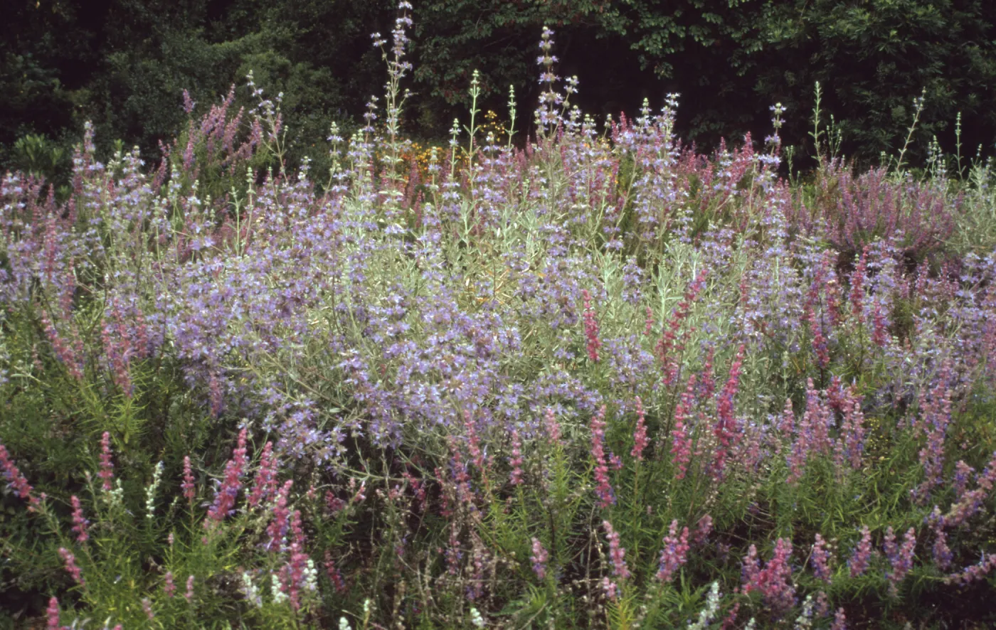 Salvias and Trichostemma in bloom together, RSA Sage & Forked bluecurls