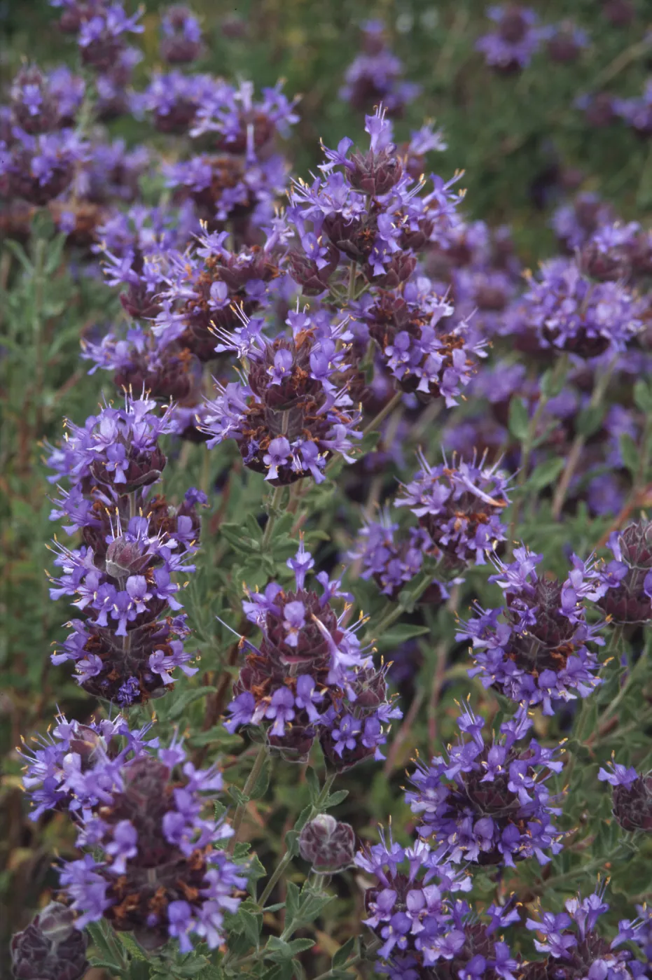 Salvia cv. Carl Nielsen, Salvia clevelandii x mohavensis, RSA