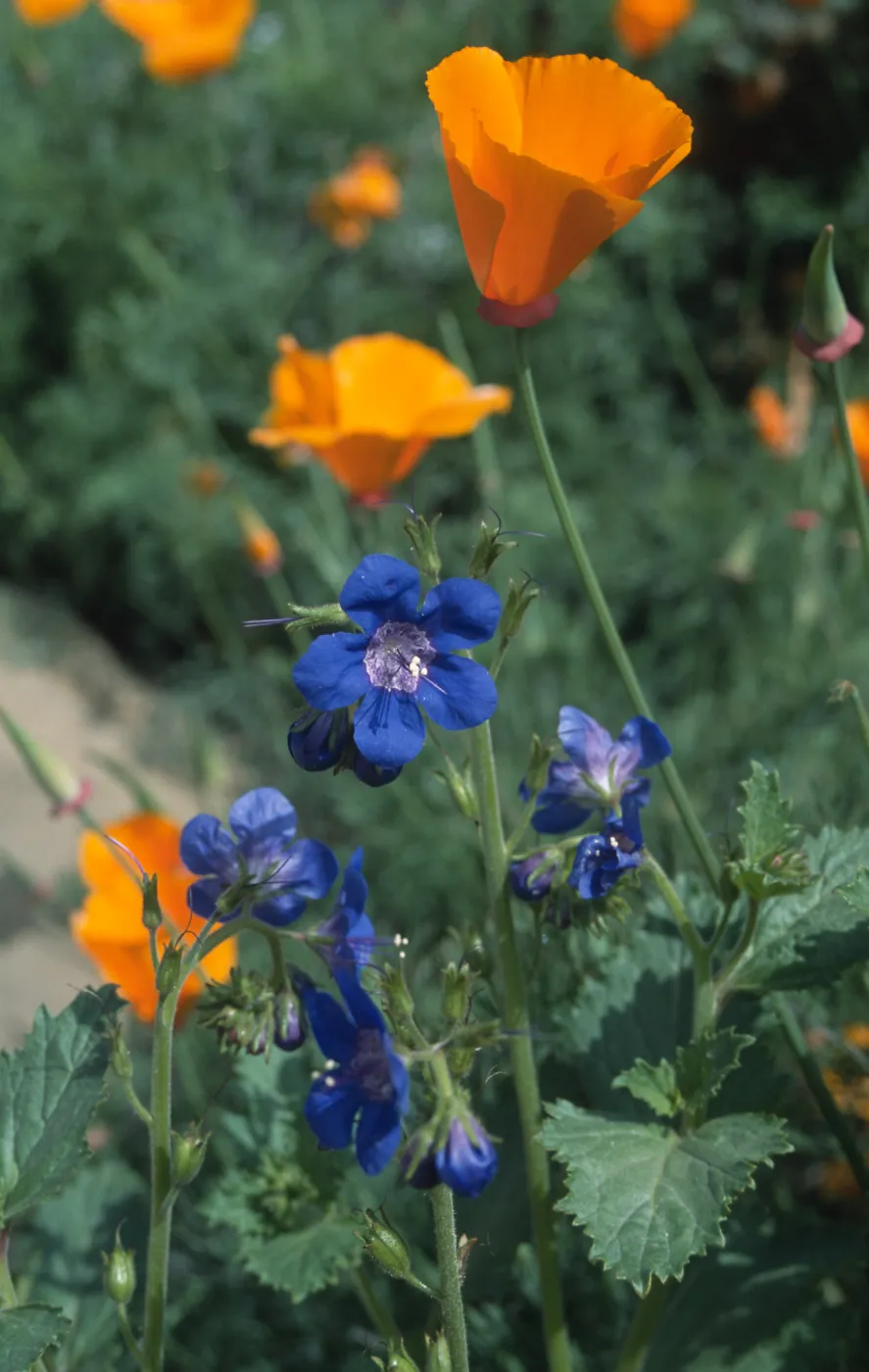 Phacelia viscida flowers with poppies, SBBG Meadow