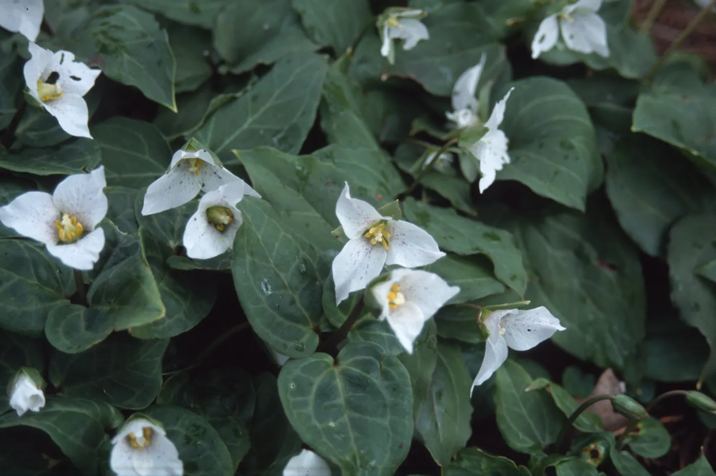 Tilden, Trillium