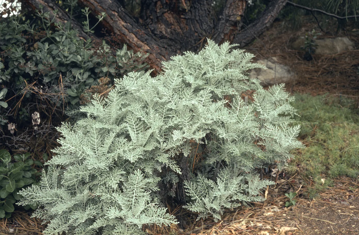Eriophyllum nevinii, Horticulture Unit, SBBG