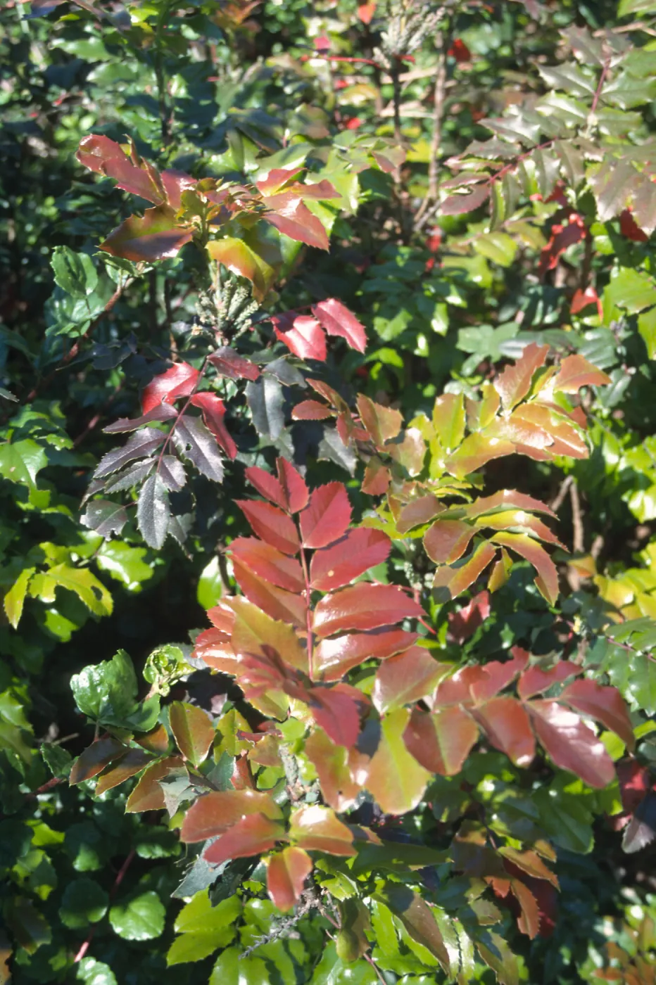 Berberis pinnata, SBBG Meadow