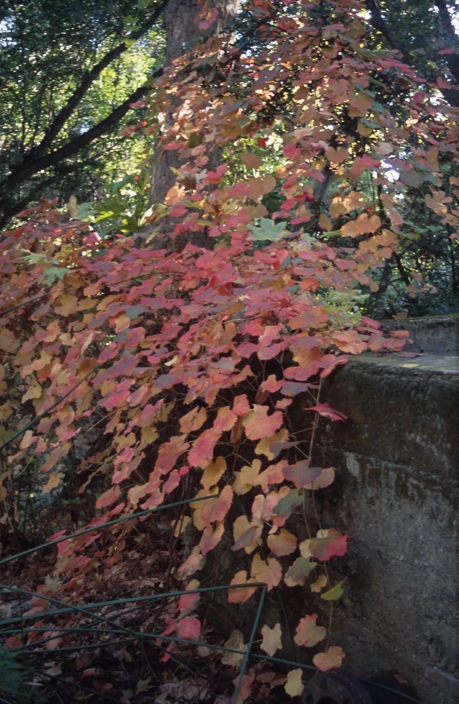 Vitis cv. Rogers Red, SBBG Fiber Arts Display, Mission Canyon